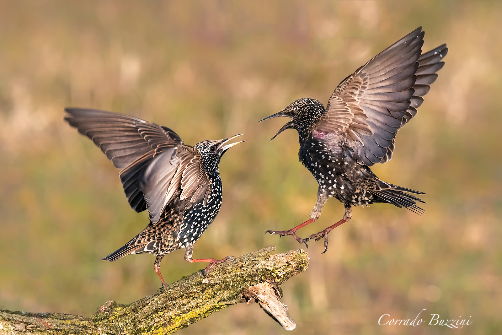 Beat beak between transfers