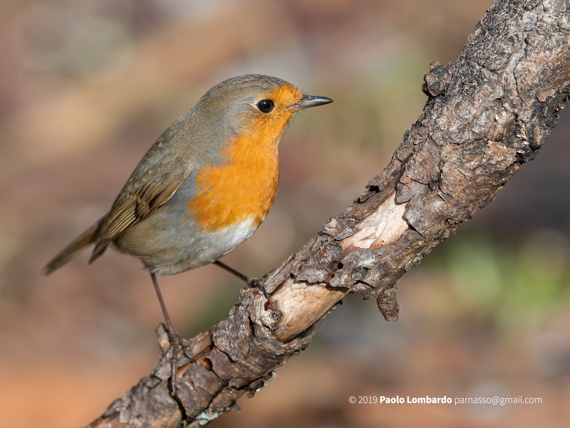Erithacus rubecula - European robin - Pettirosso