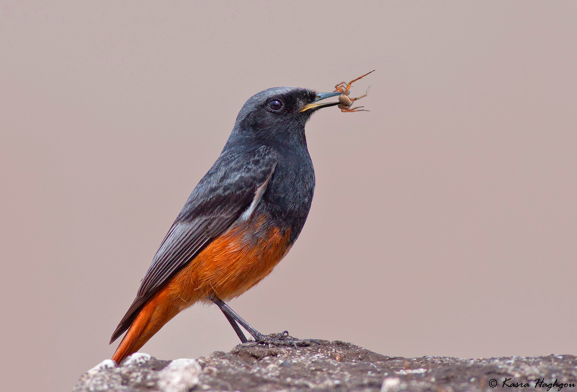Black redstart
