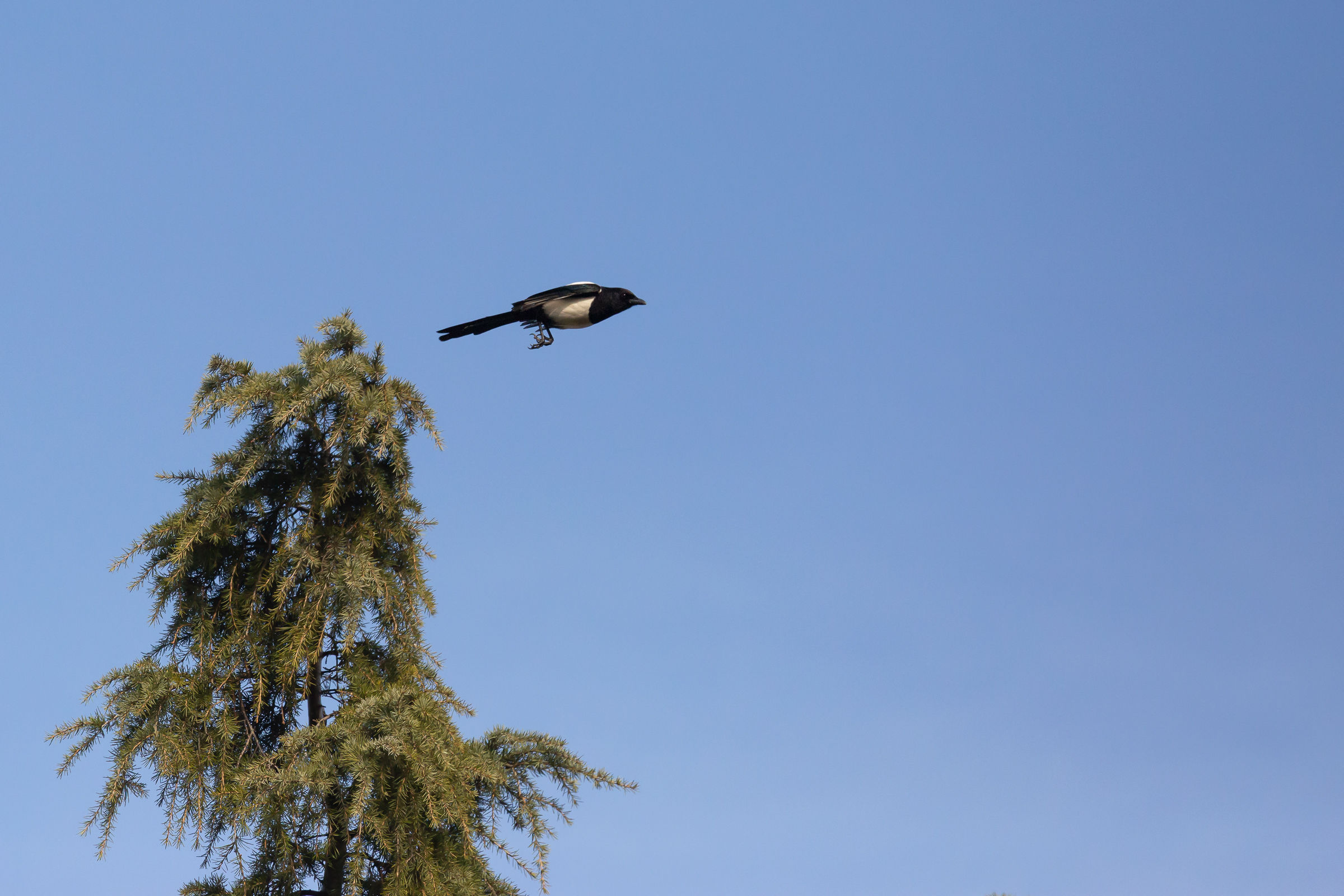 Magpie on takeoff.