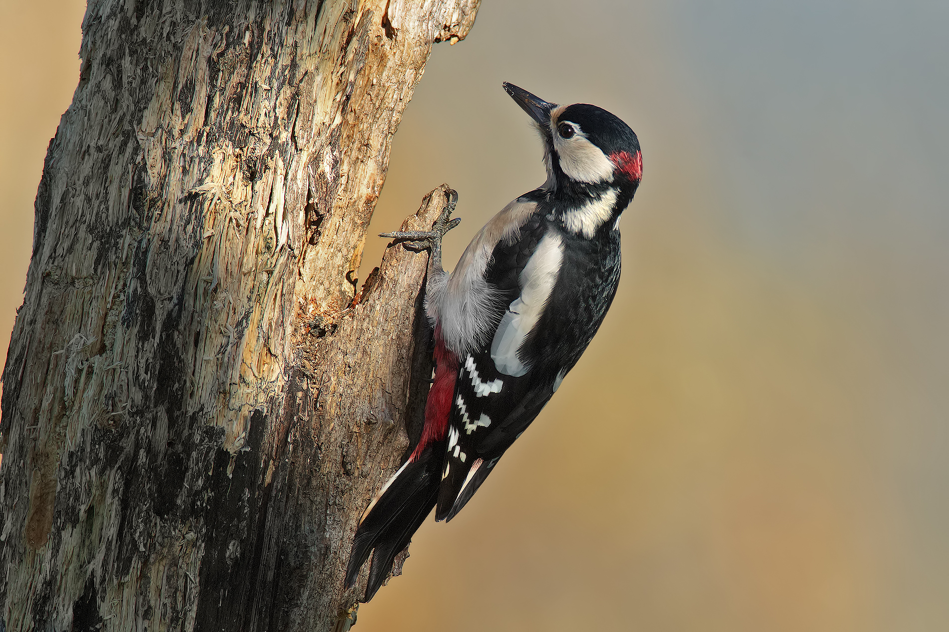 woodpecker paused