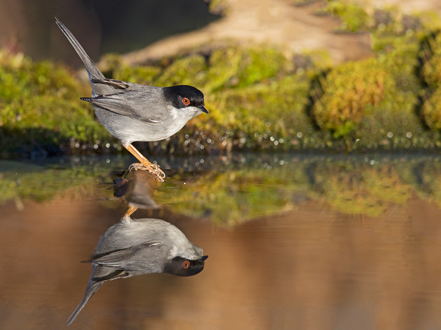 Occhiocotto specchiato
