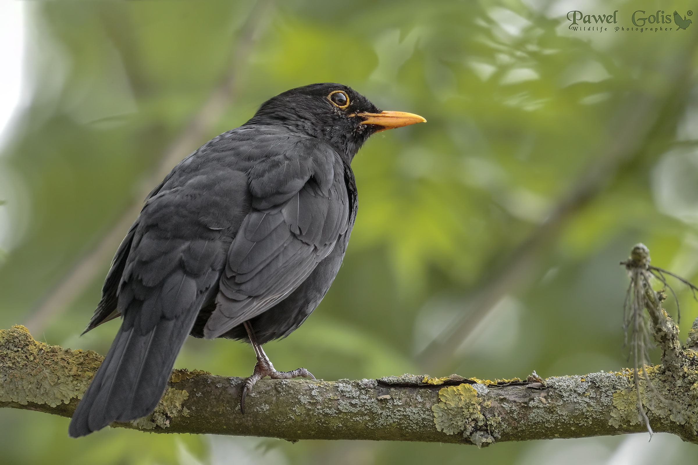 Blackbird comune (Turdus merula)
