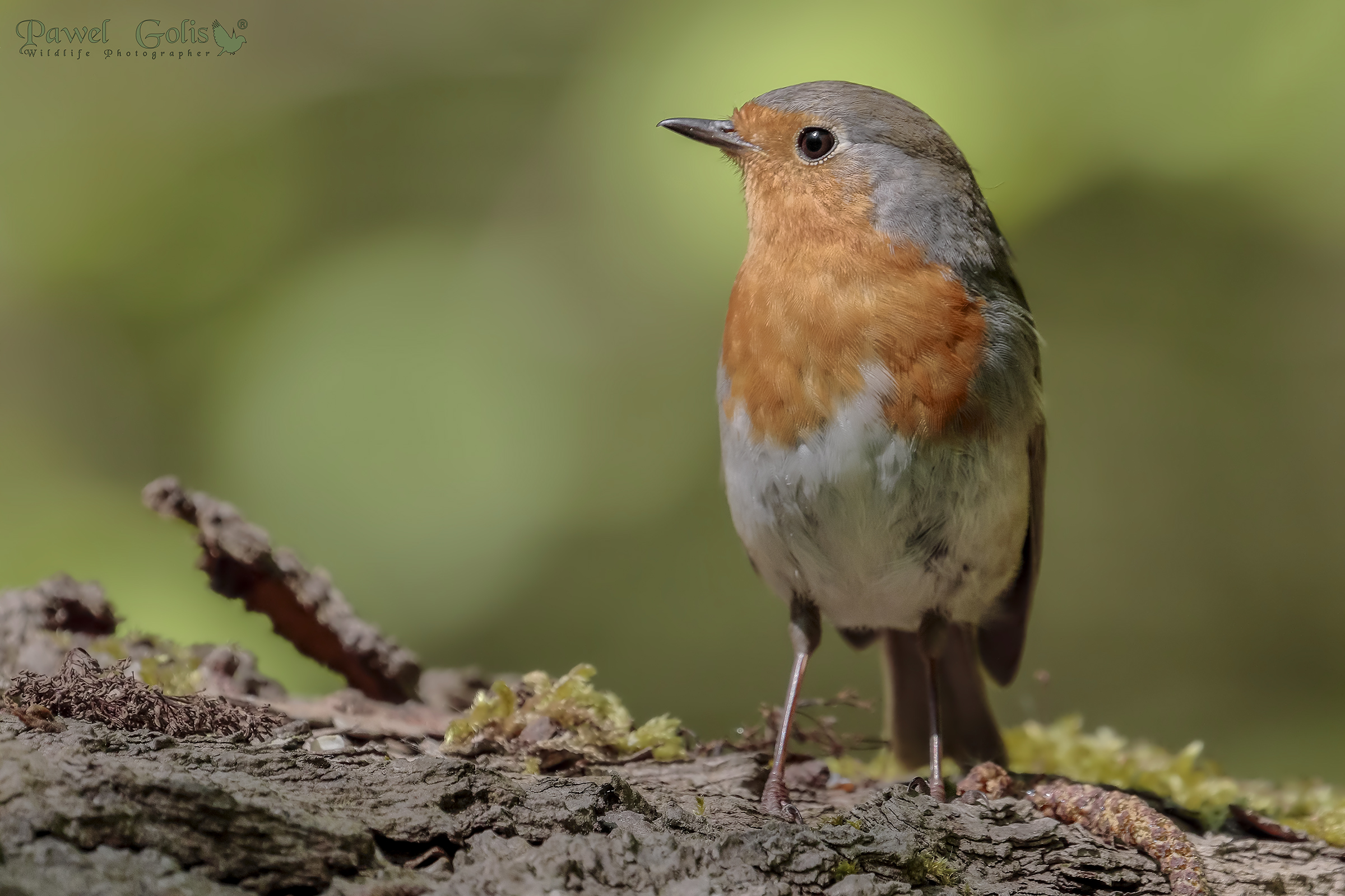 Pettirosso europeo (Erithacus rubecula)