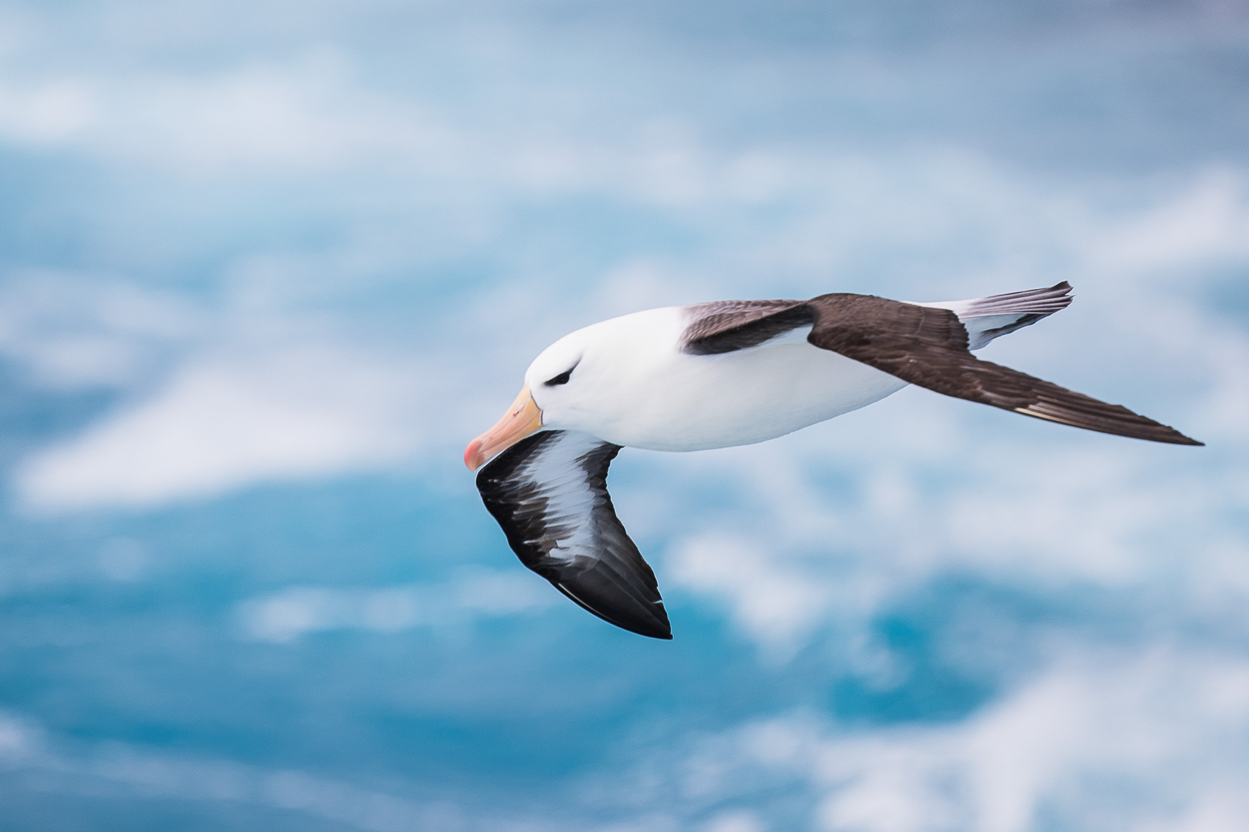 Black Eyebrow Albatross, Drake Strait