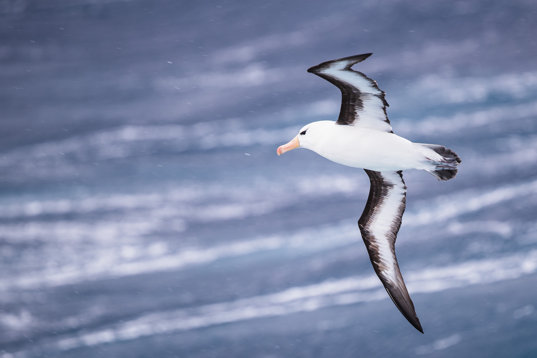 Black Eyebrow Albatross, Drake Strait