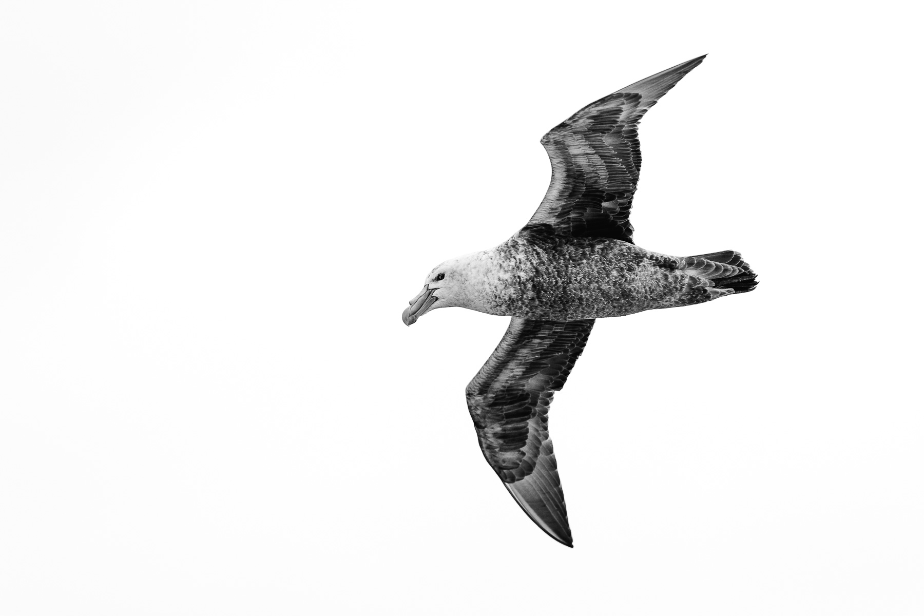 Southern Ossifraga, Drake Strait