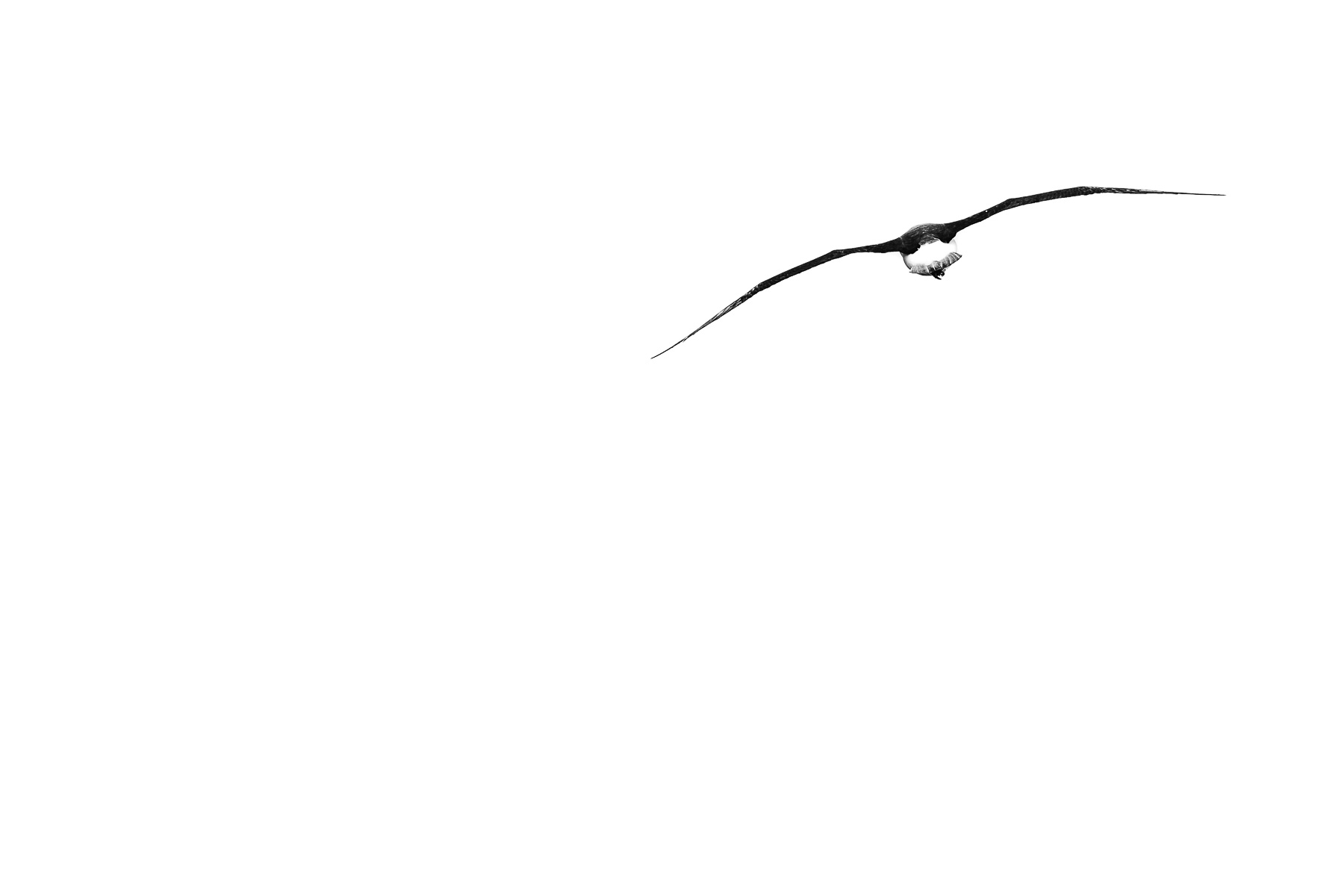 Black Eyebrow Albatross, Drake Strait