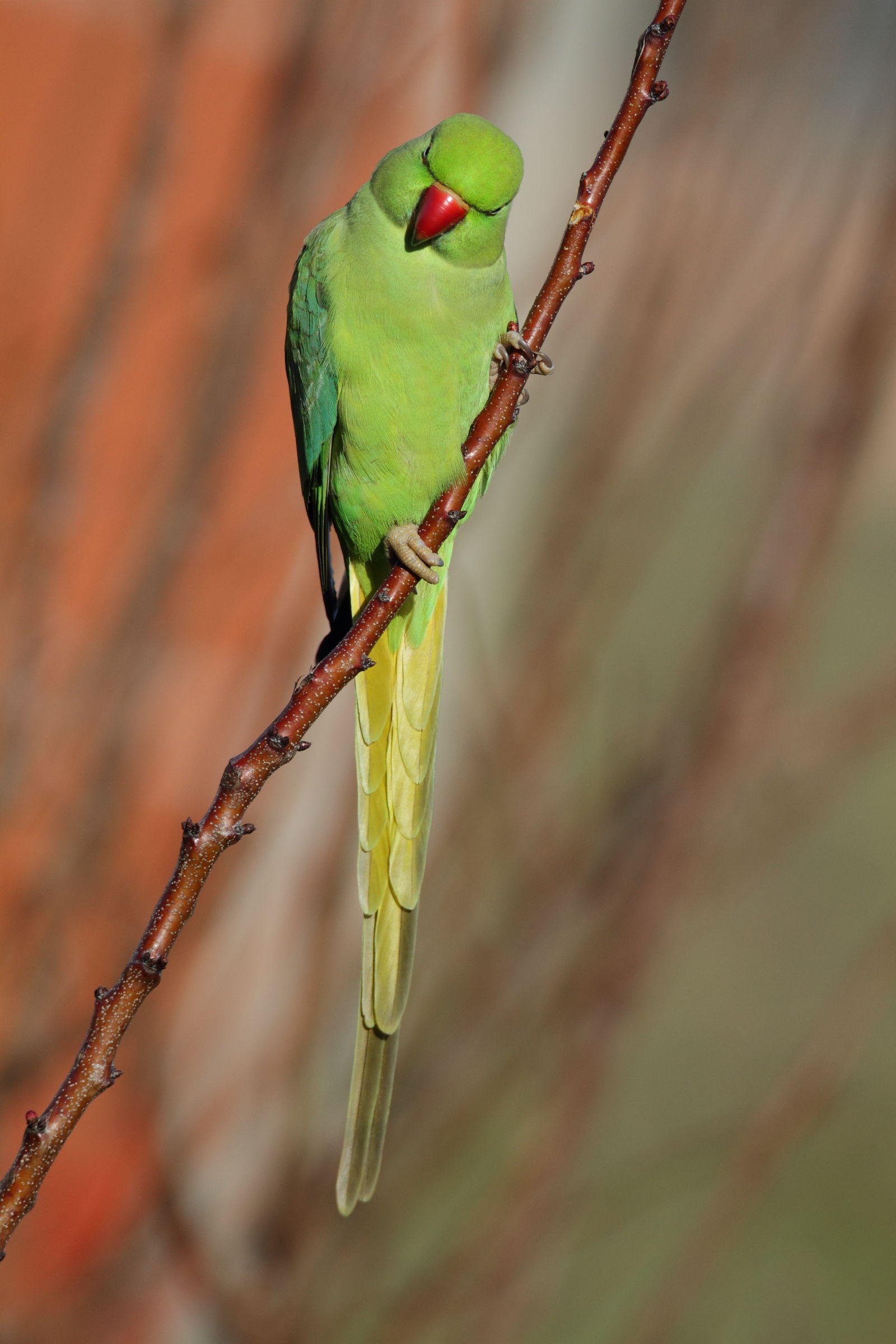 A parakeet... curious