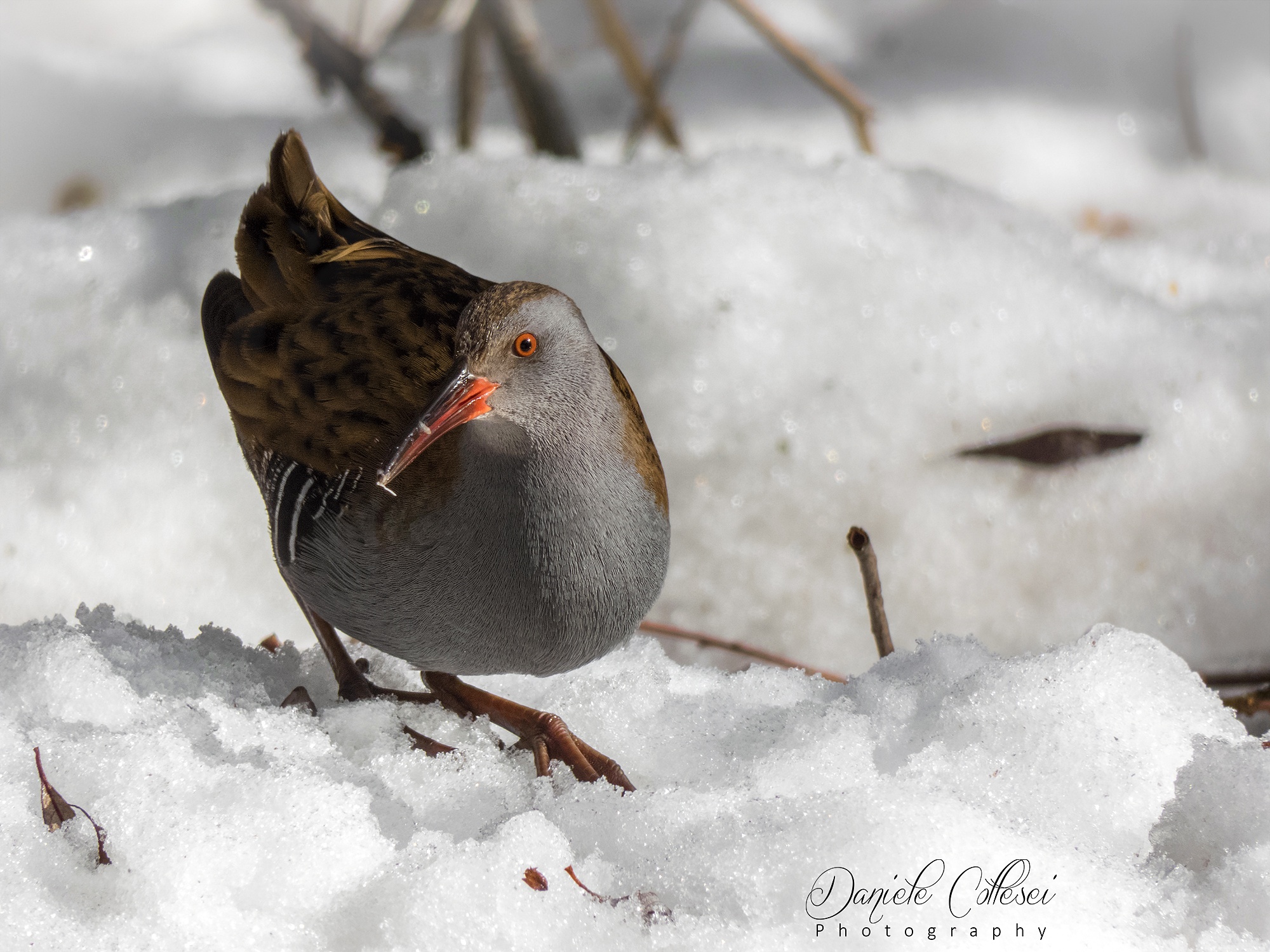 Porciglione on the Snow