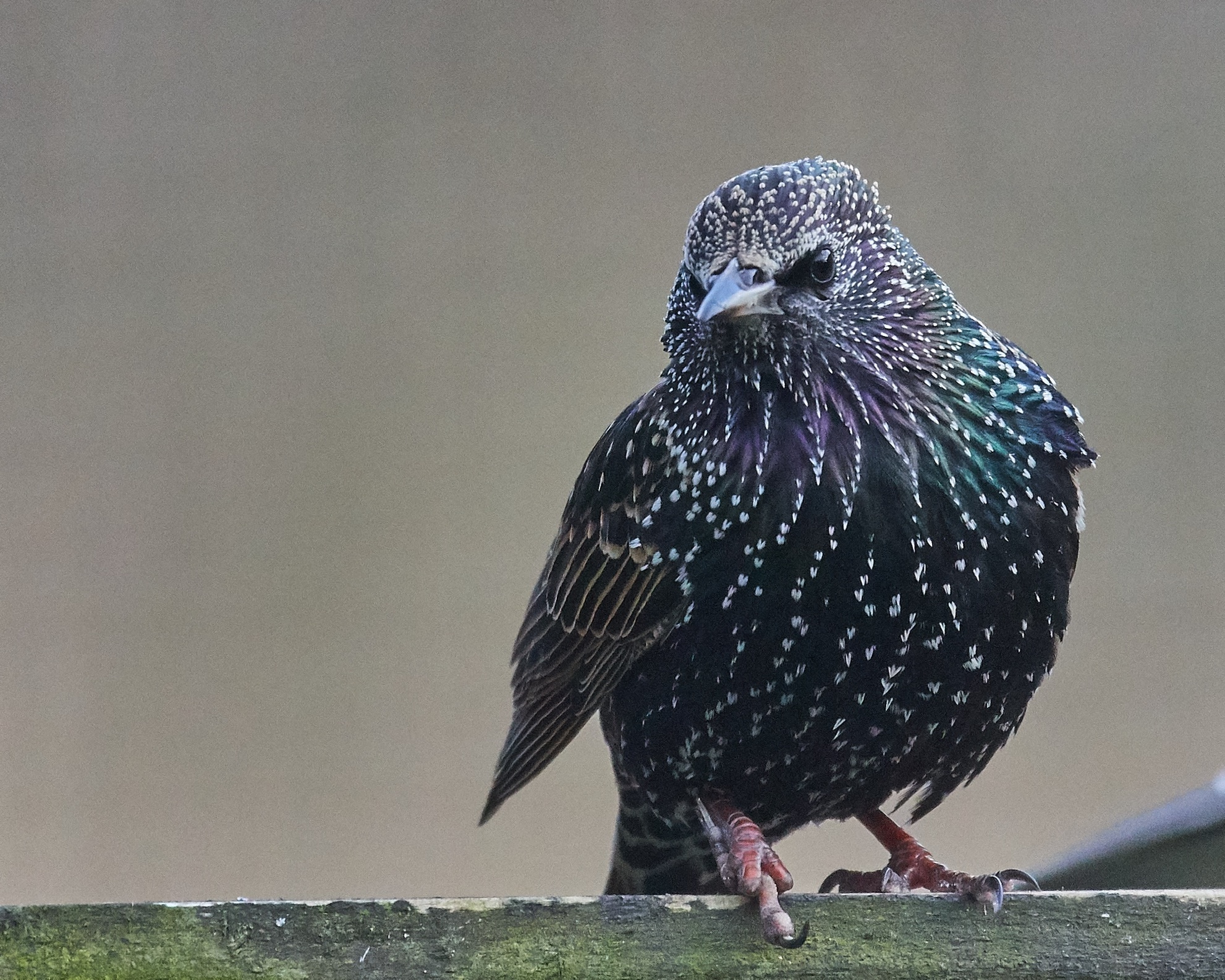Starling mi dà' il dito '