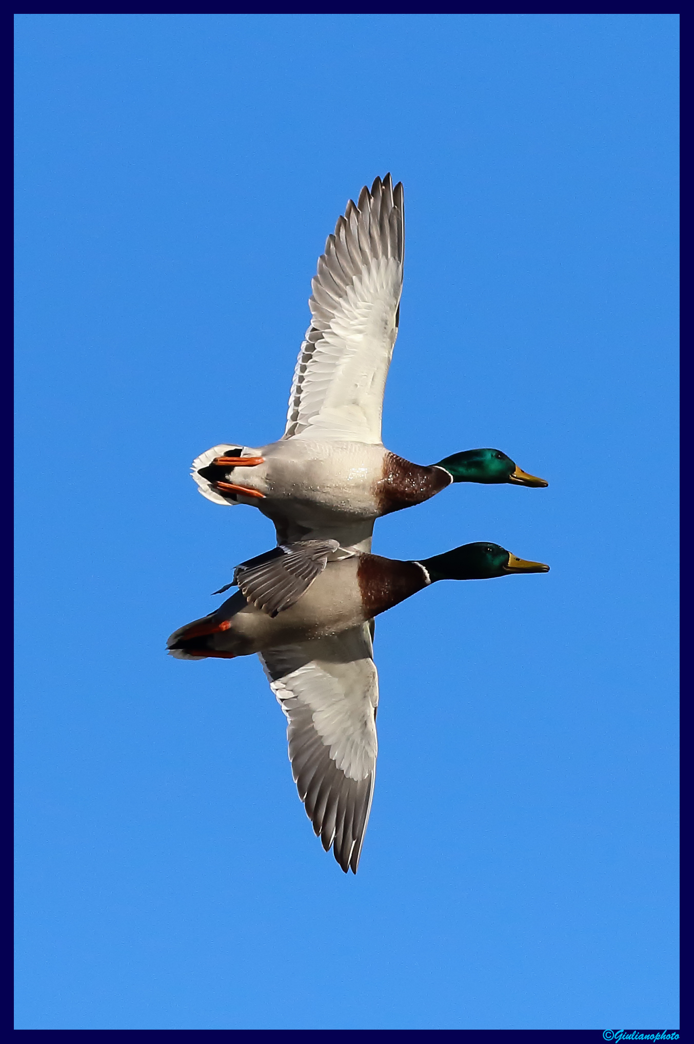 The flight of the Germans