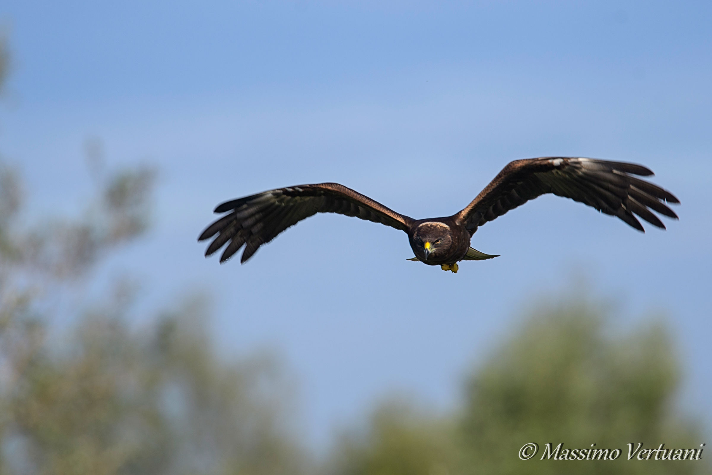 Falco di palude in caccia