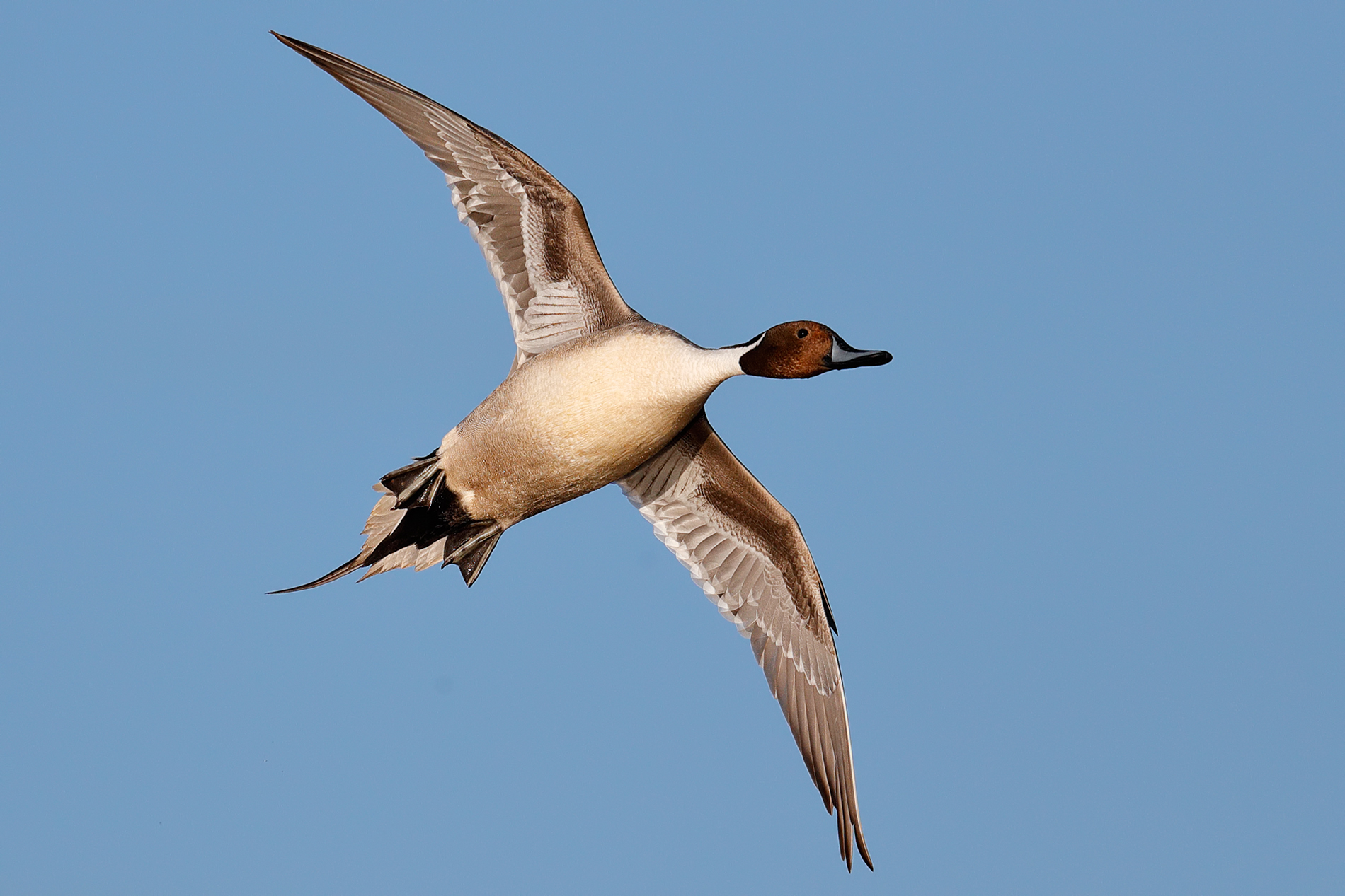 Anas acuta - Tutti gli angoli acuti del codone