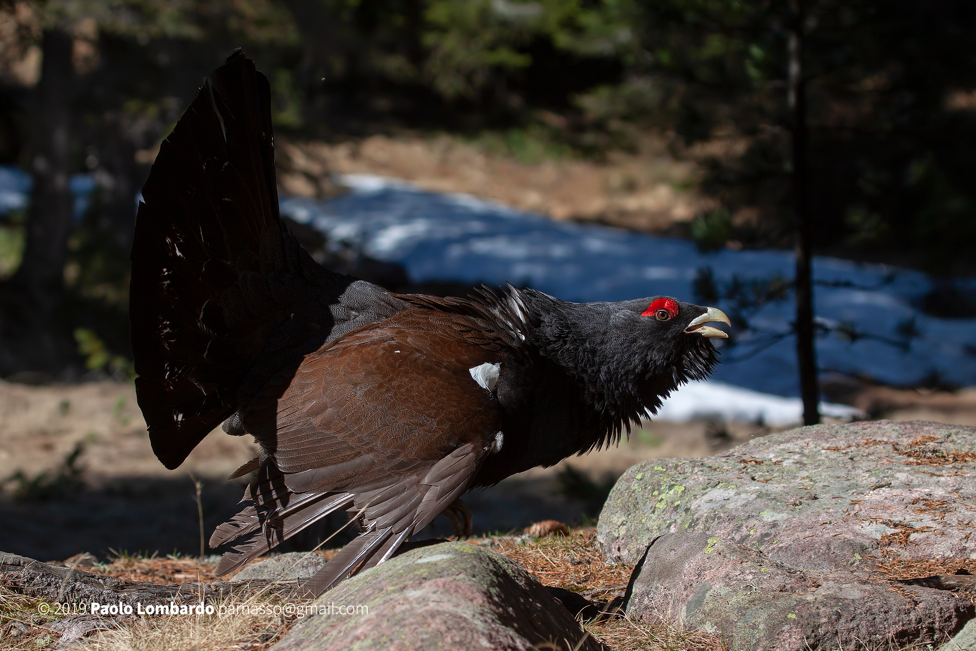 Tetrao urogallus - Western capercaillie - Gallo cedrone