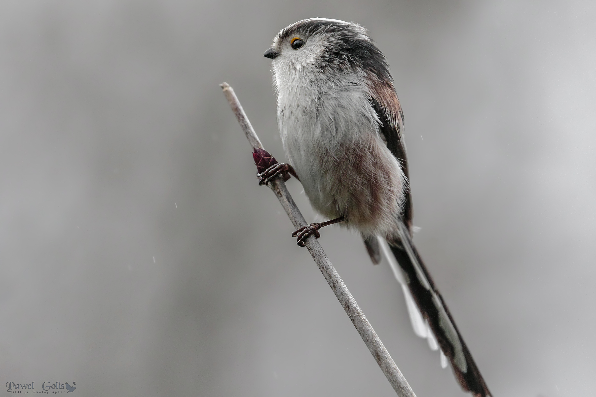 Bushtit dalla coda lunga (Aegithalos caudatus)