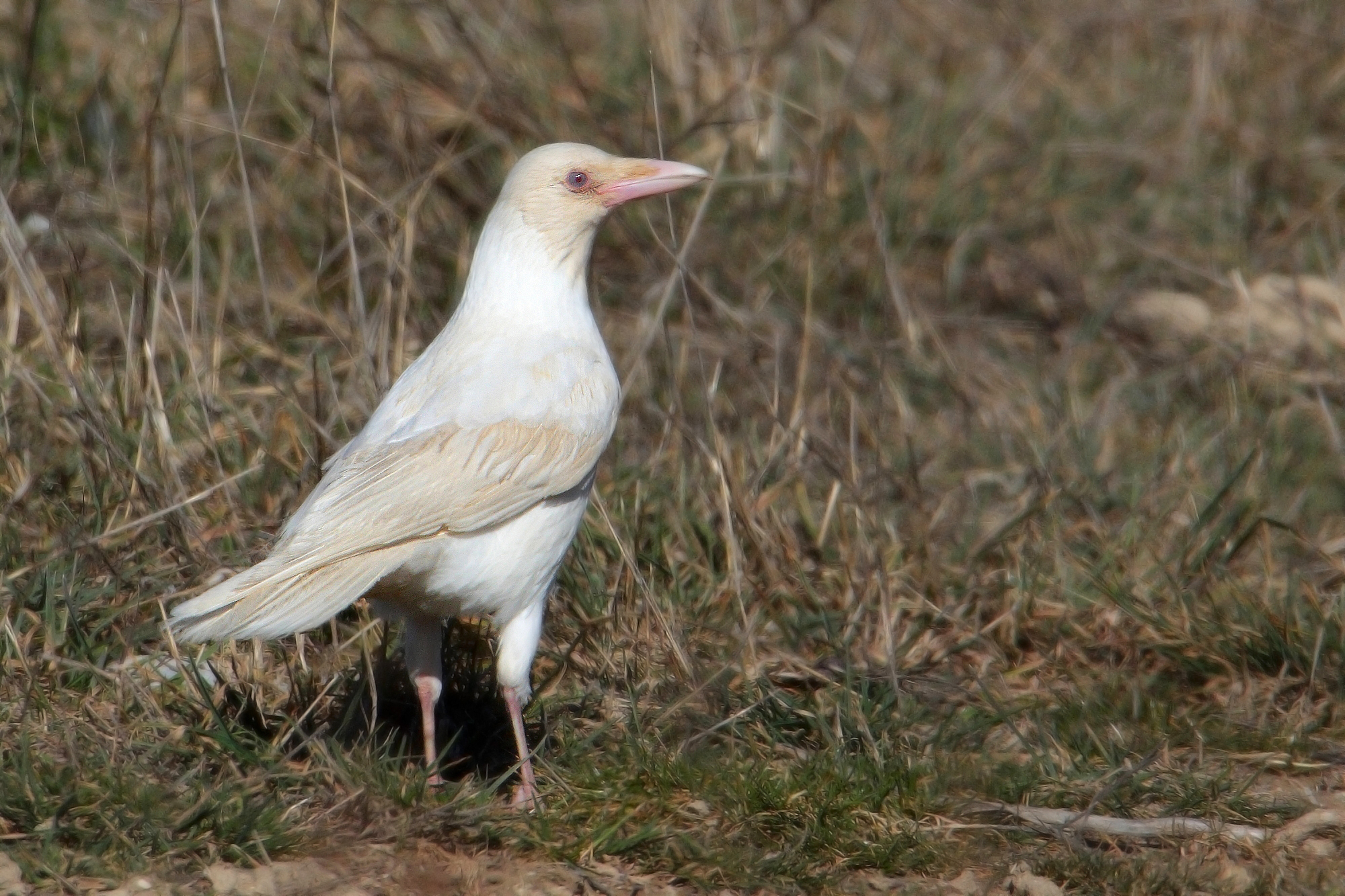 Leucystic Crow
