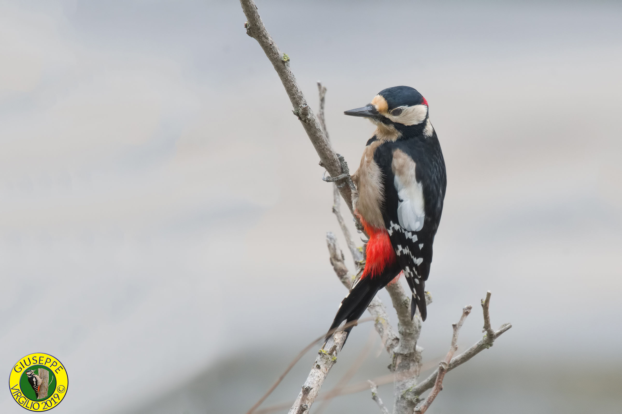 Picchio Maschio  (Nord Sardegna ) 2019