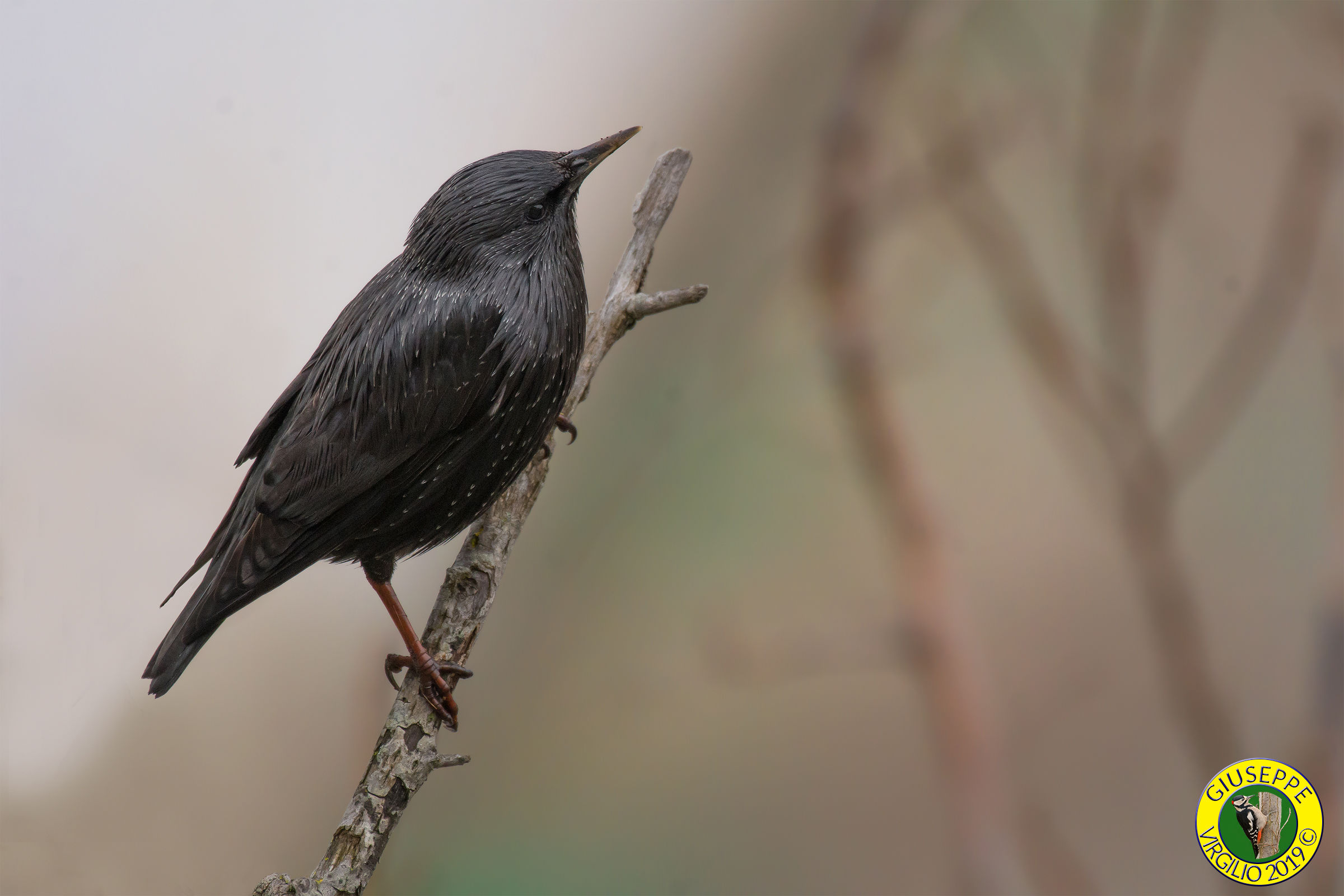 Storno nero (Nord Sardegna ) 2019