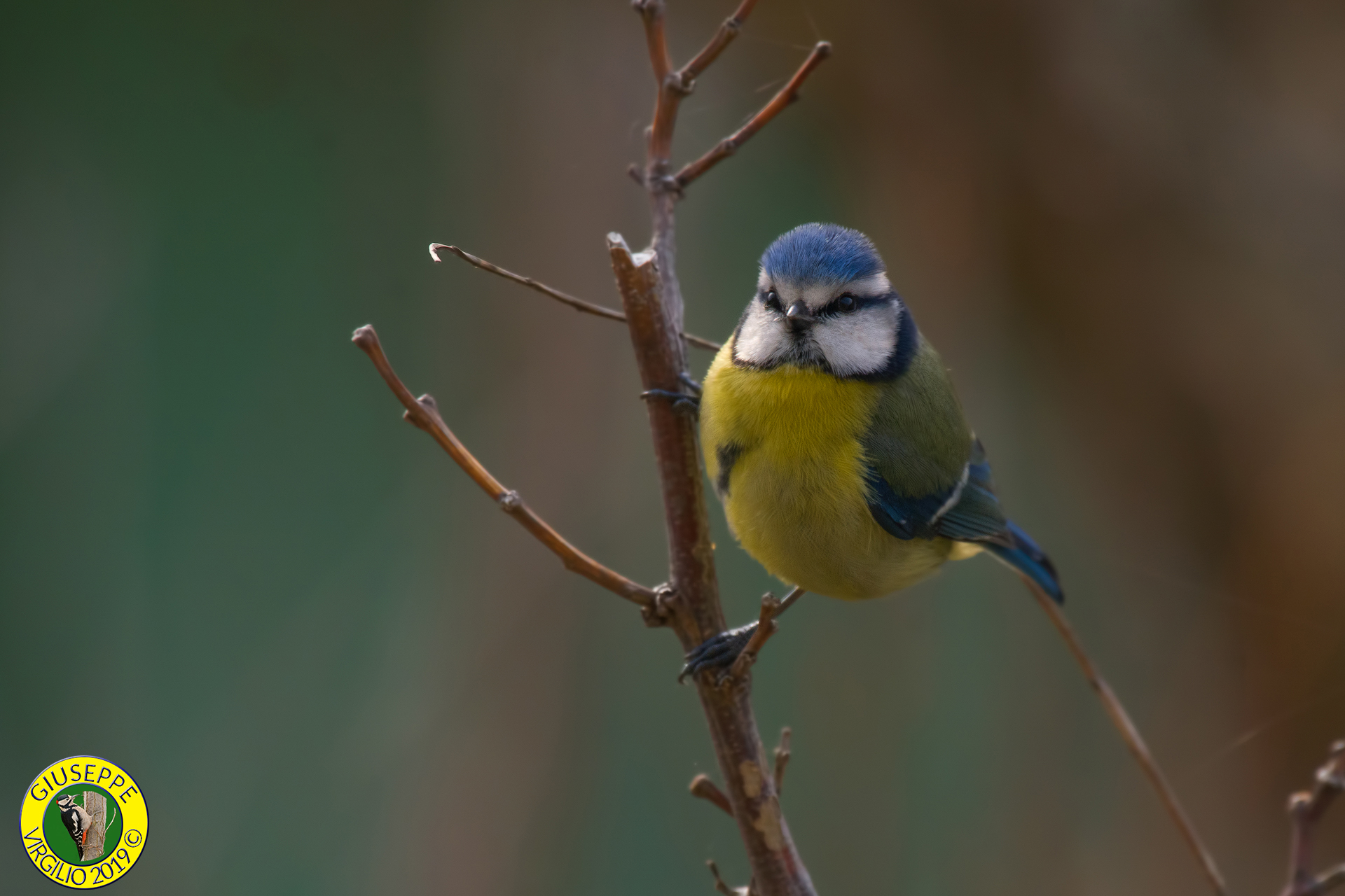 Cinciarella (Nord Sardegna ) 2019