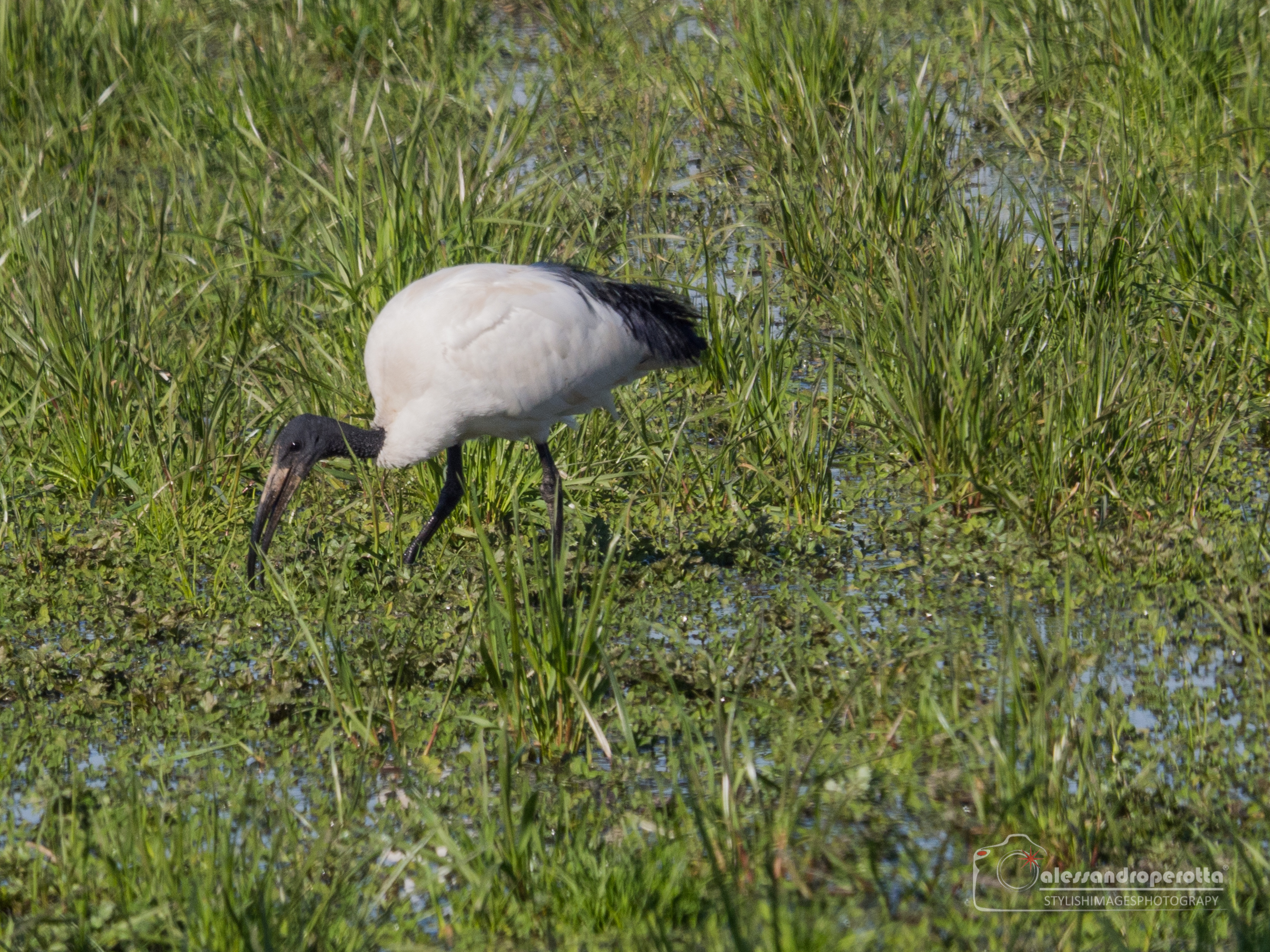Sacred Ibis