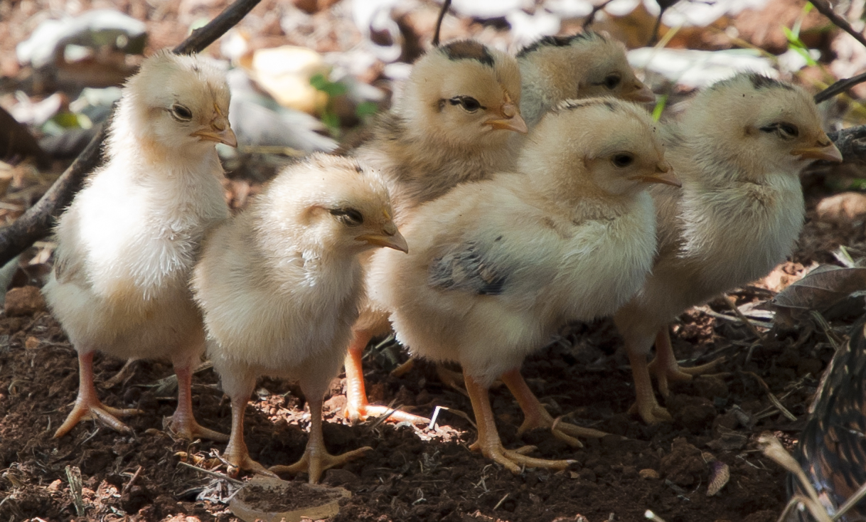 Chicks in Cuba