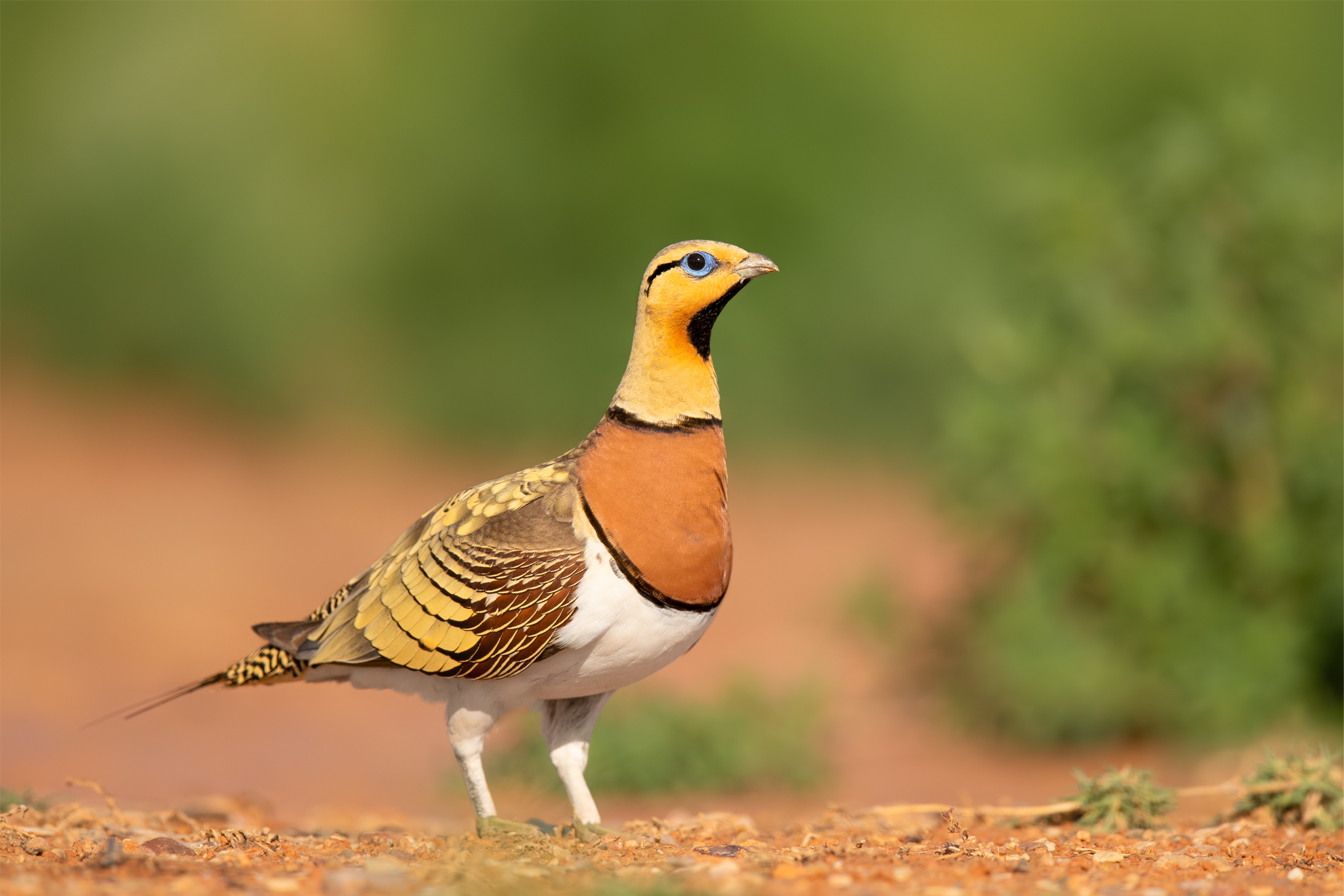 Sandgrouse con coda di spillo-Pterocles Alchata