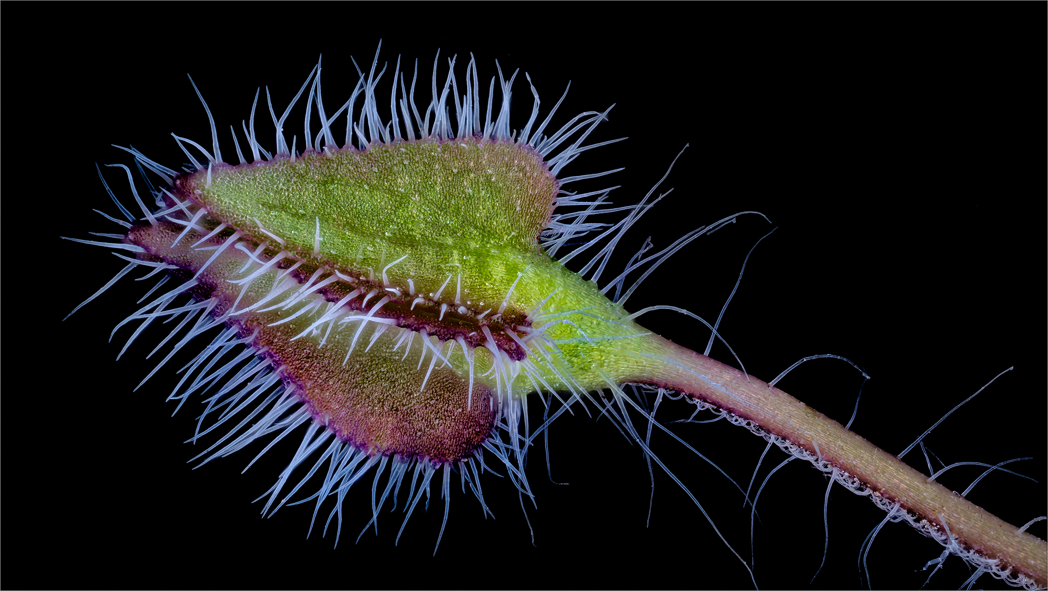 Nemophila, also called the Eyes of Our Lady