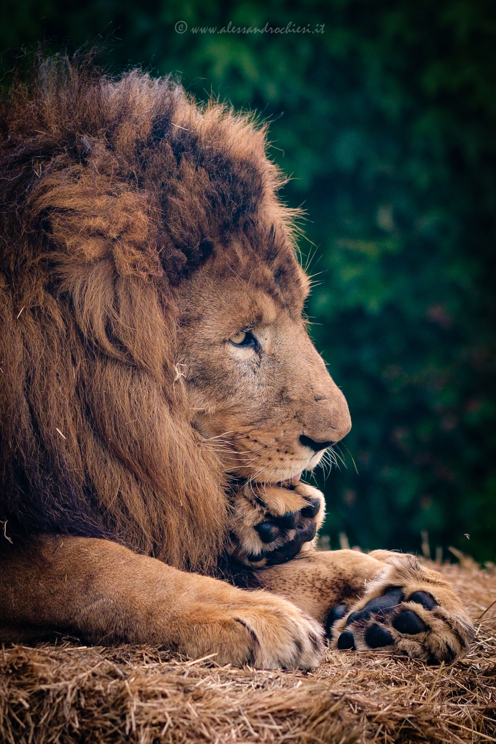 The King captivity :-(