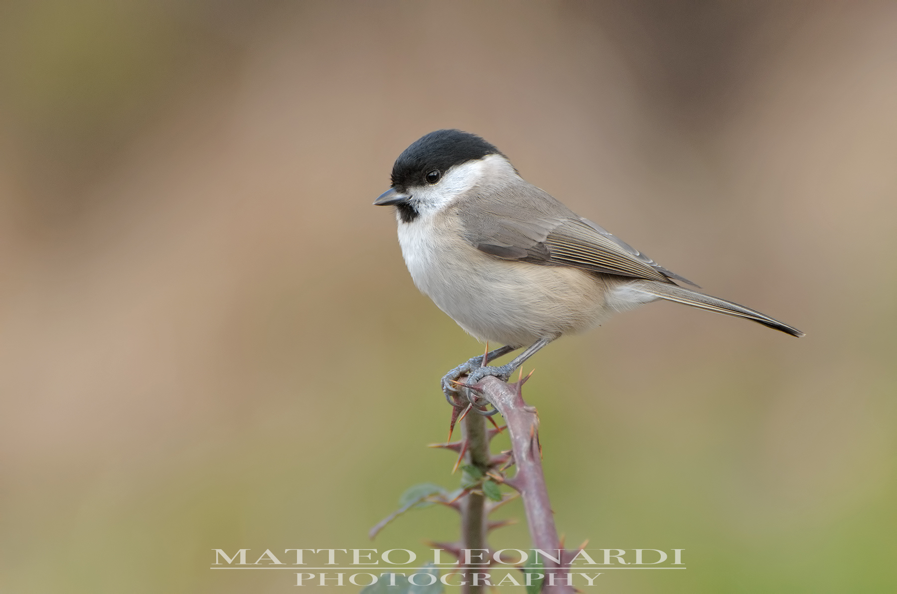 Cincia Bigia - Alpi Apuane