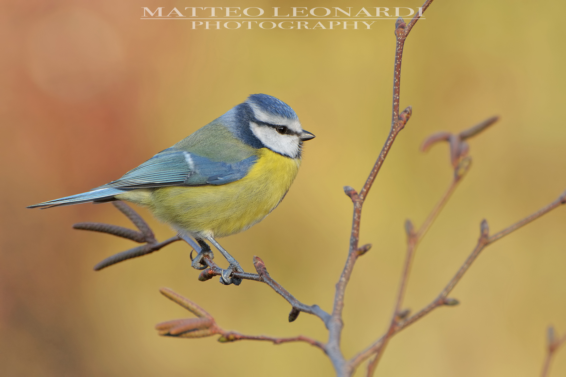Cinciarella - Alpi Apuane