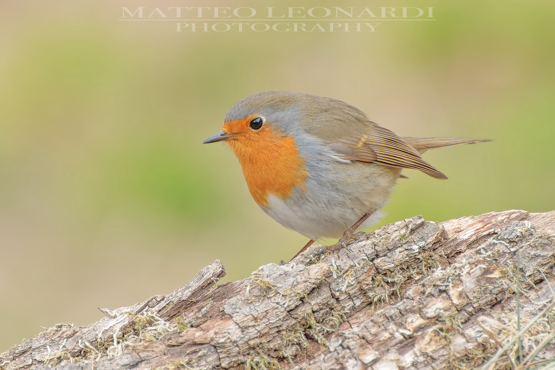 Pettirosso - Alpi Apuane