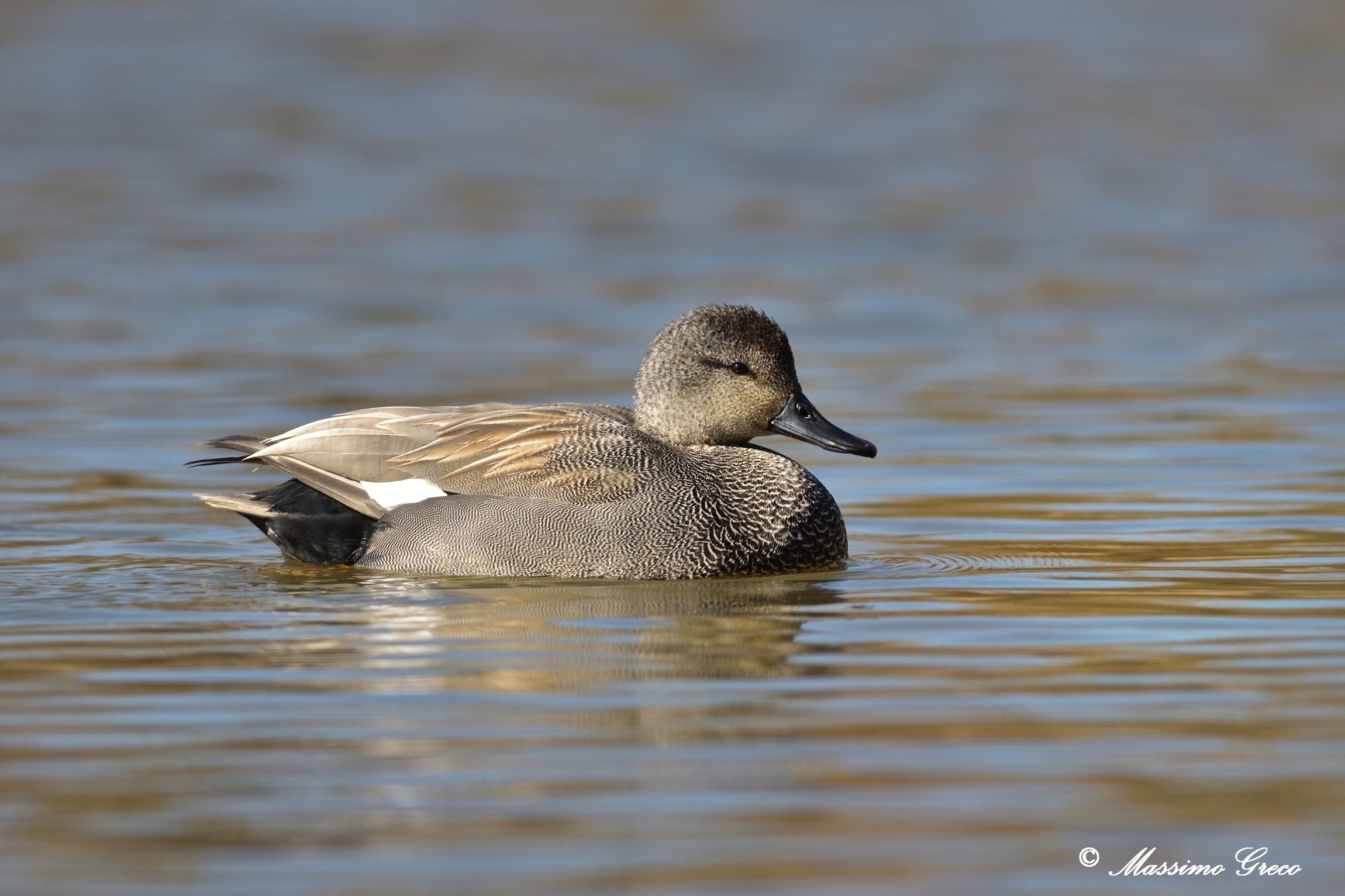 Gadwall