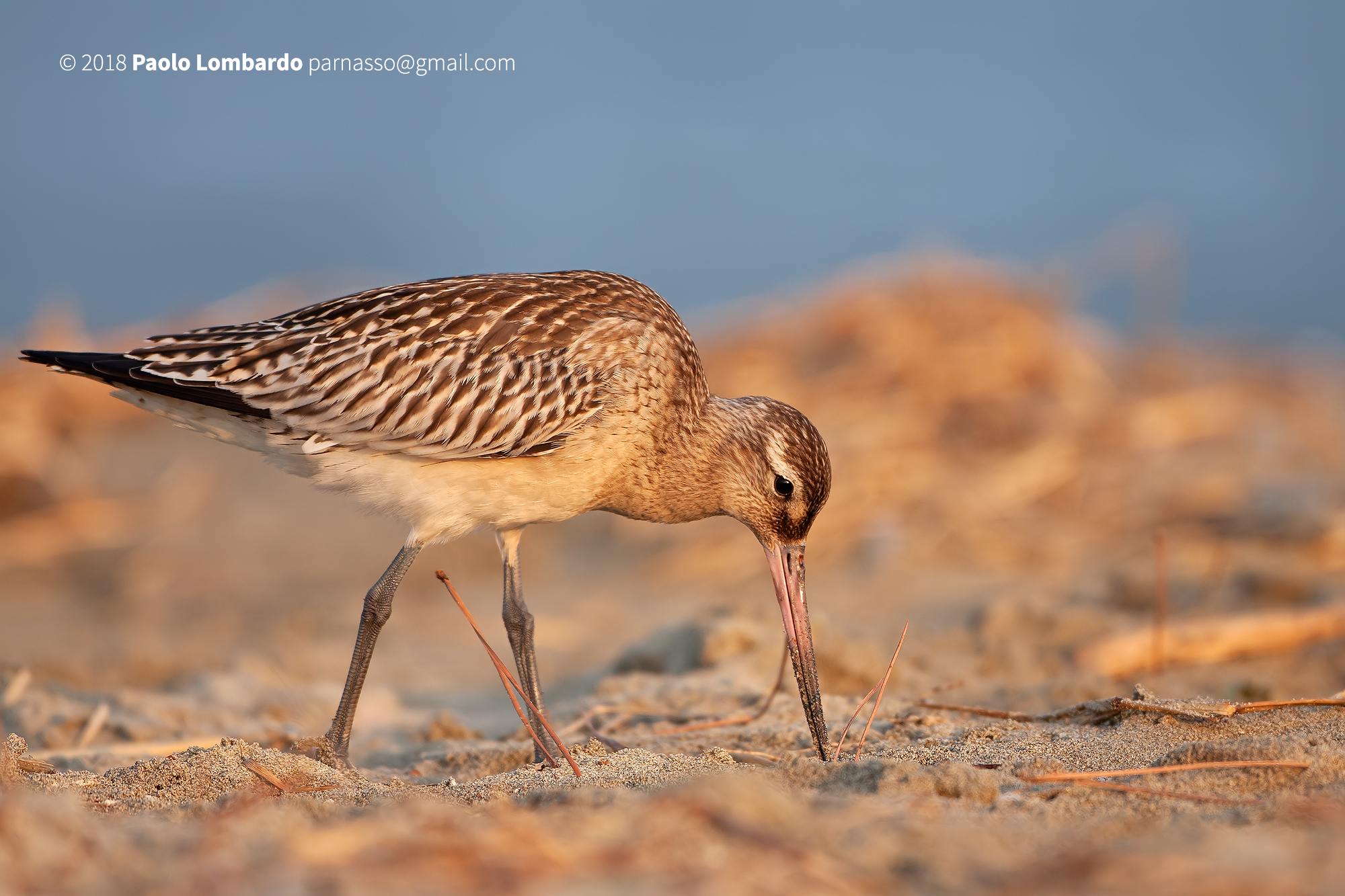 Limosa lapponica - Bar-tailed godwit - Pittima minore