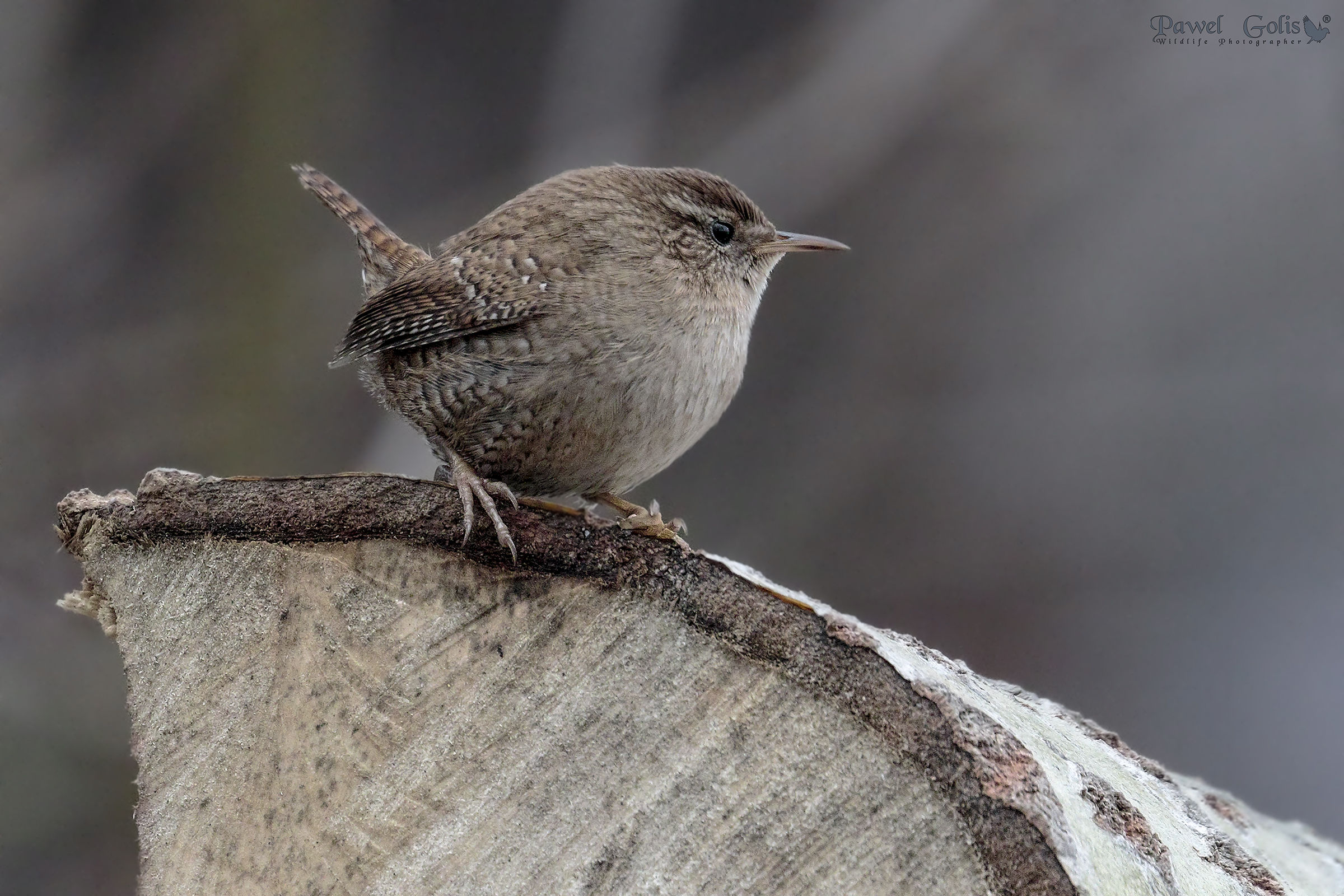 Wren (Troglodytes troglodytes)