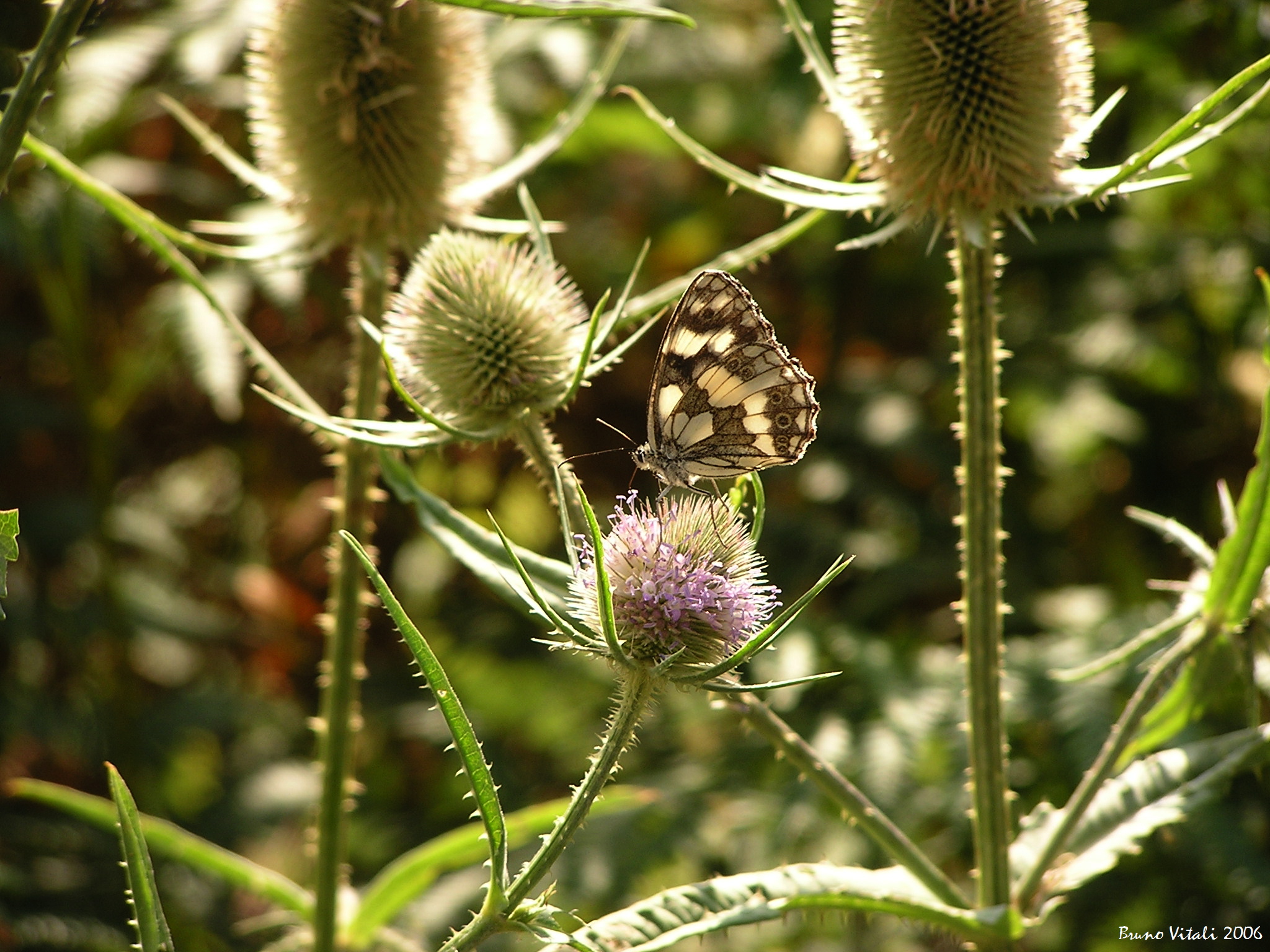 Melanargia Galathea