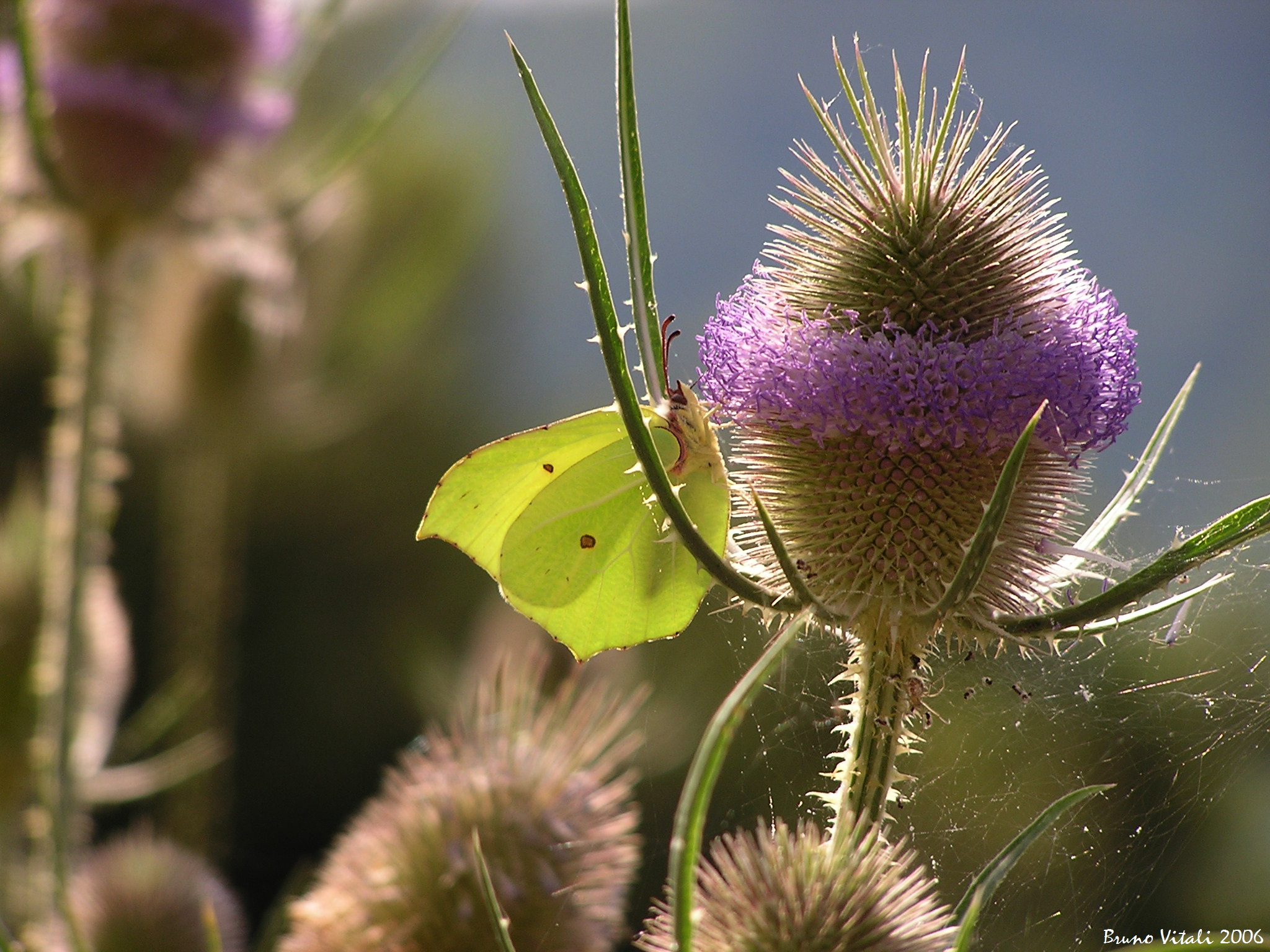Cedronella (Gonepteryx rhamny)