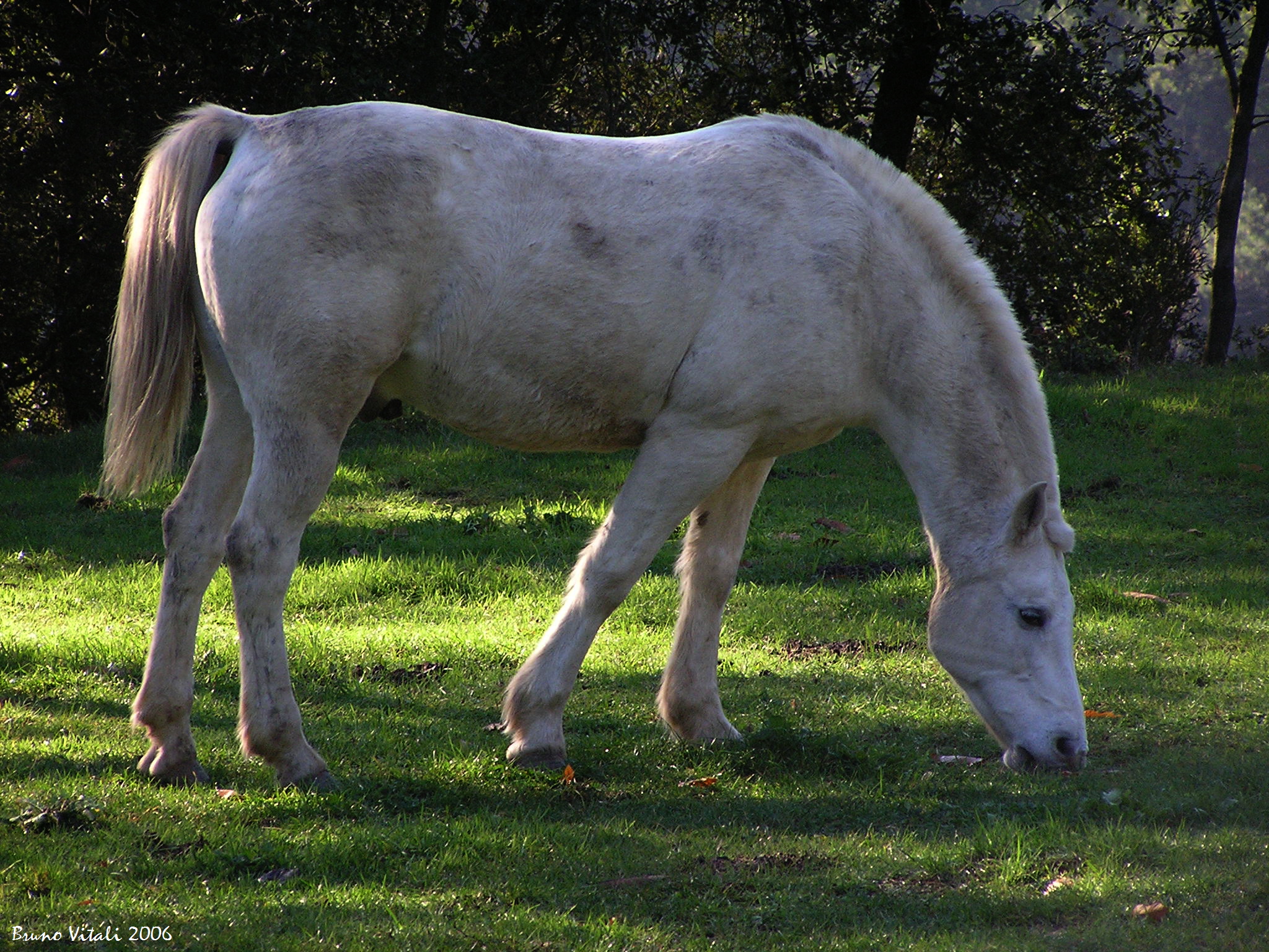 White Horse in Pasture