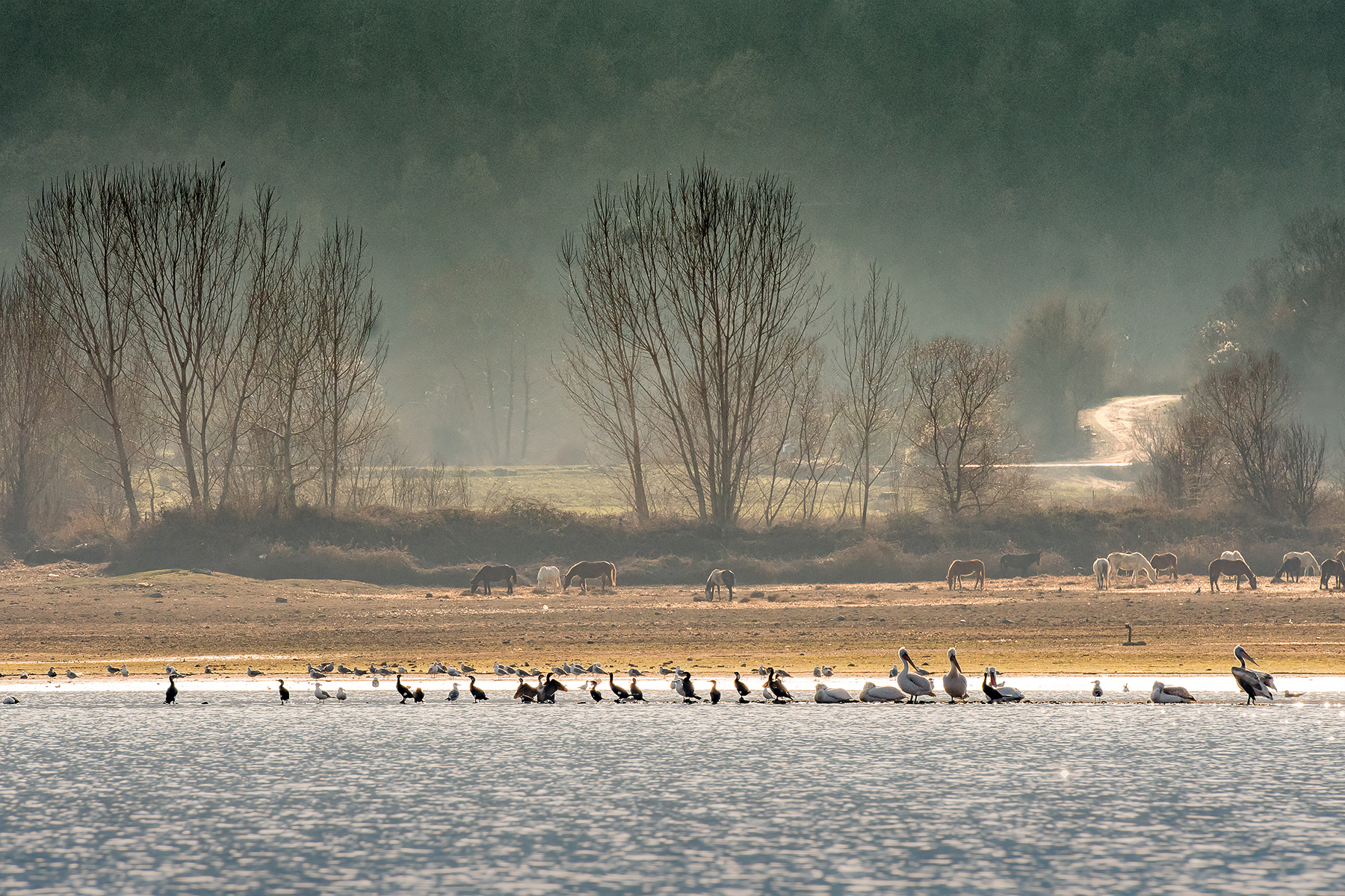 Lago Kerkini (Macedonia)