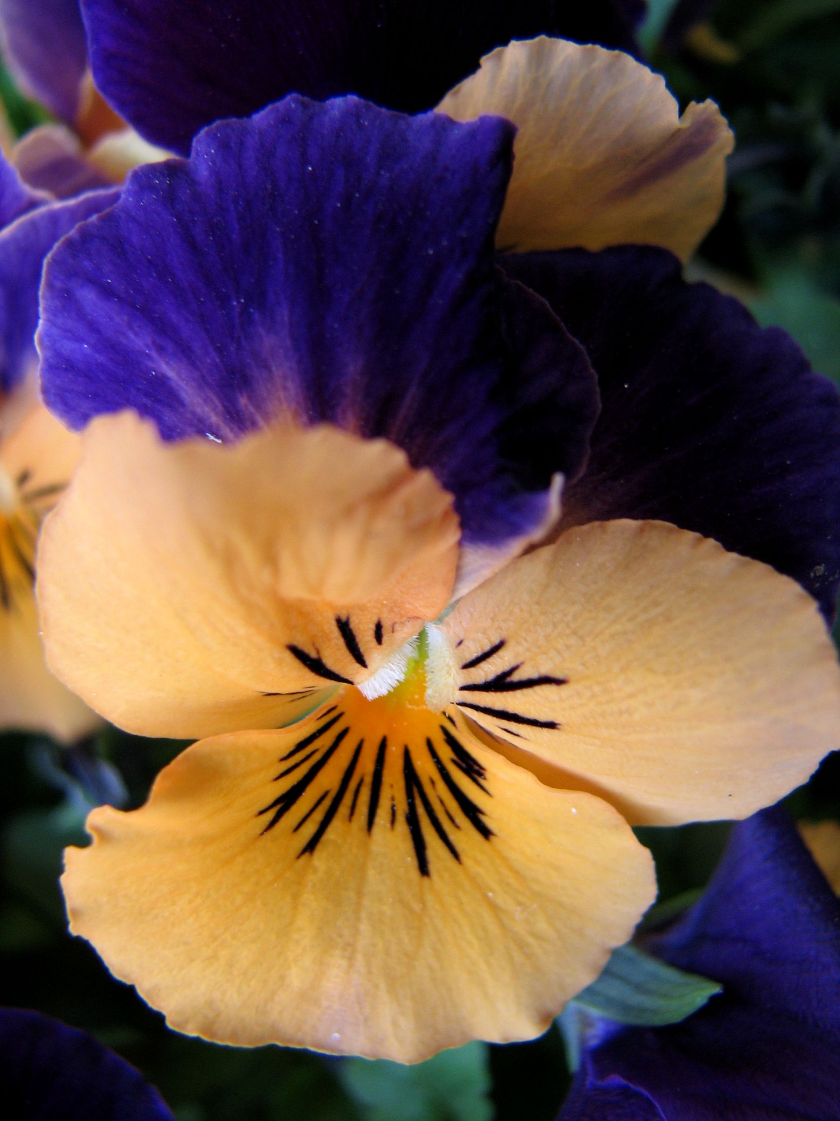 Pansy