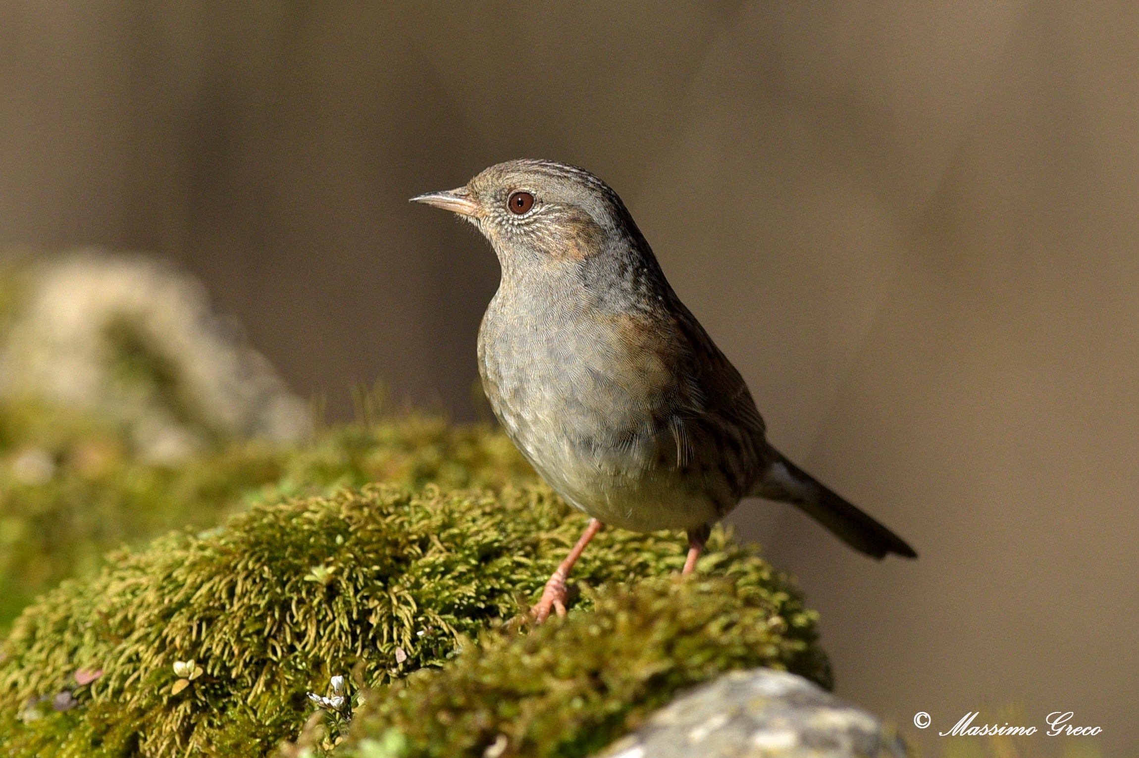 Passera Dunnock