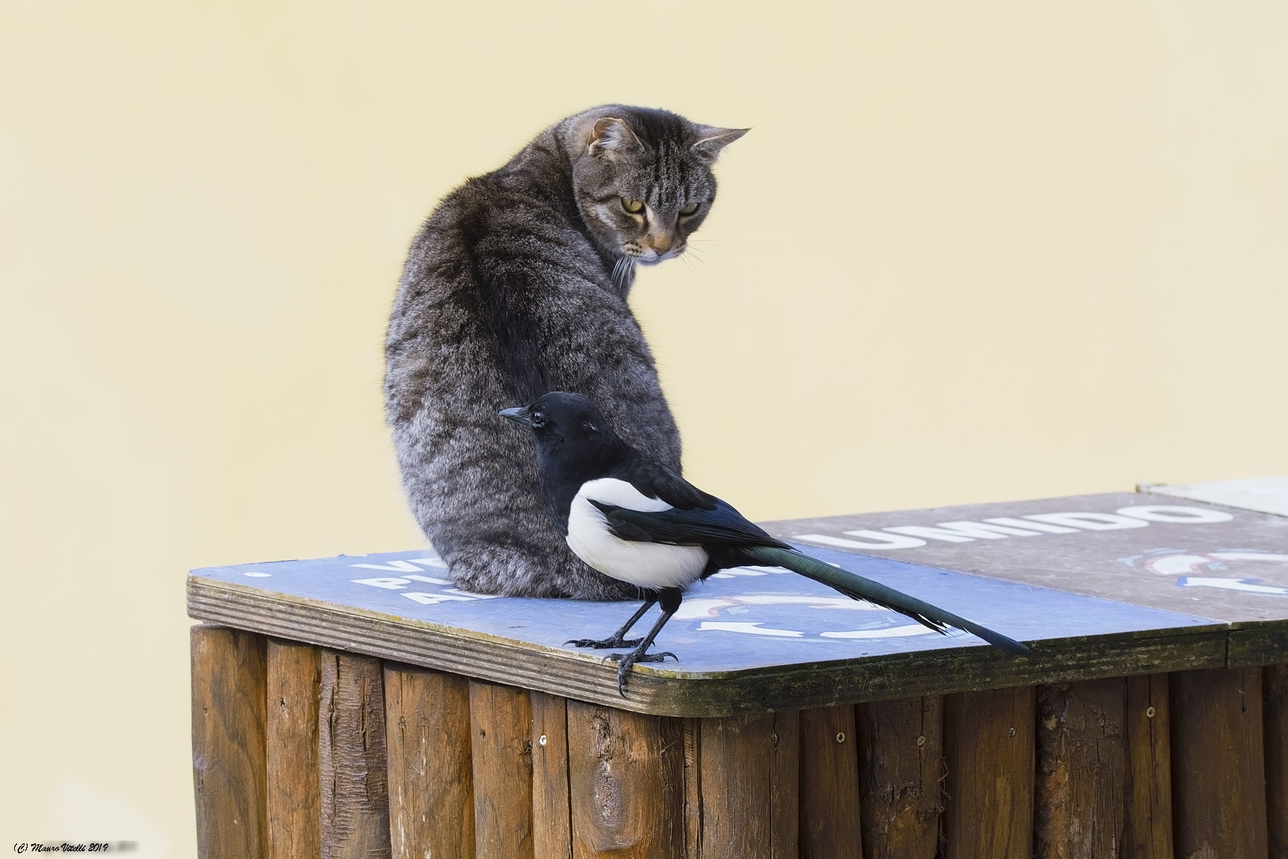 The cat and the Brave Magpie...