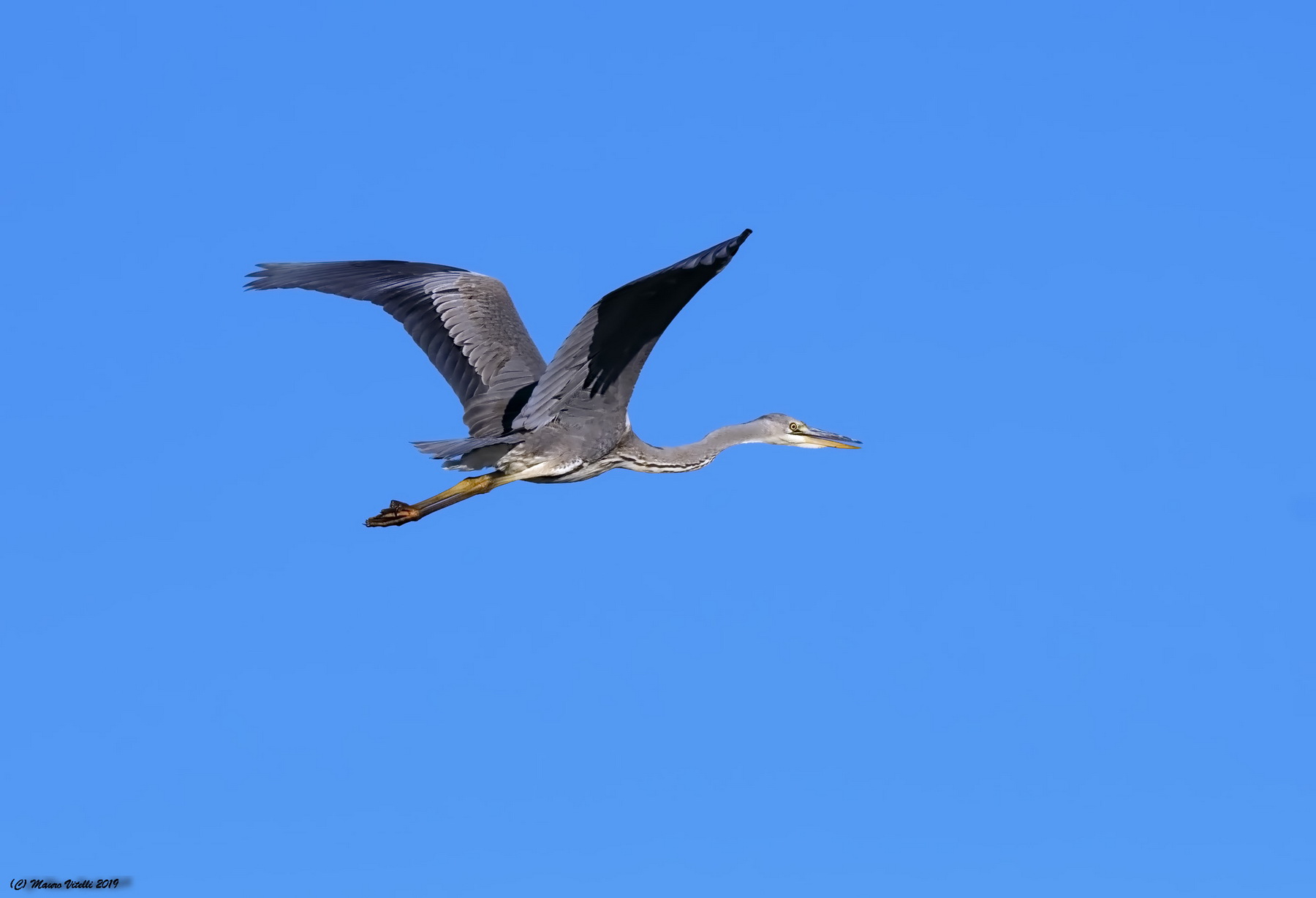 Grey Heron