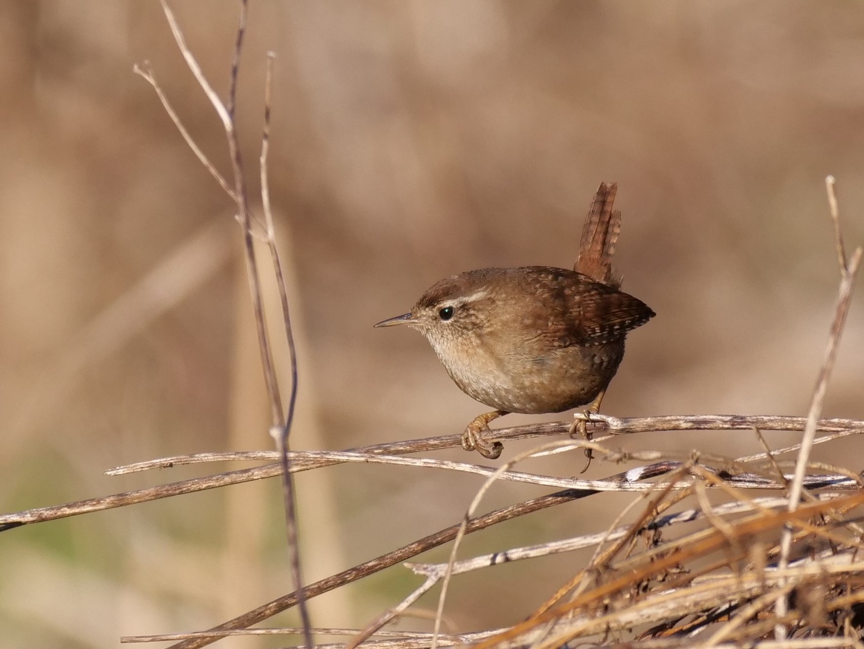 Scricciolo (Troglodytes troglodytes)