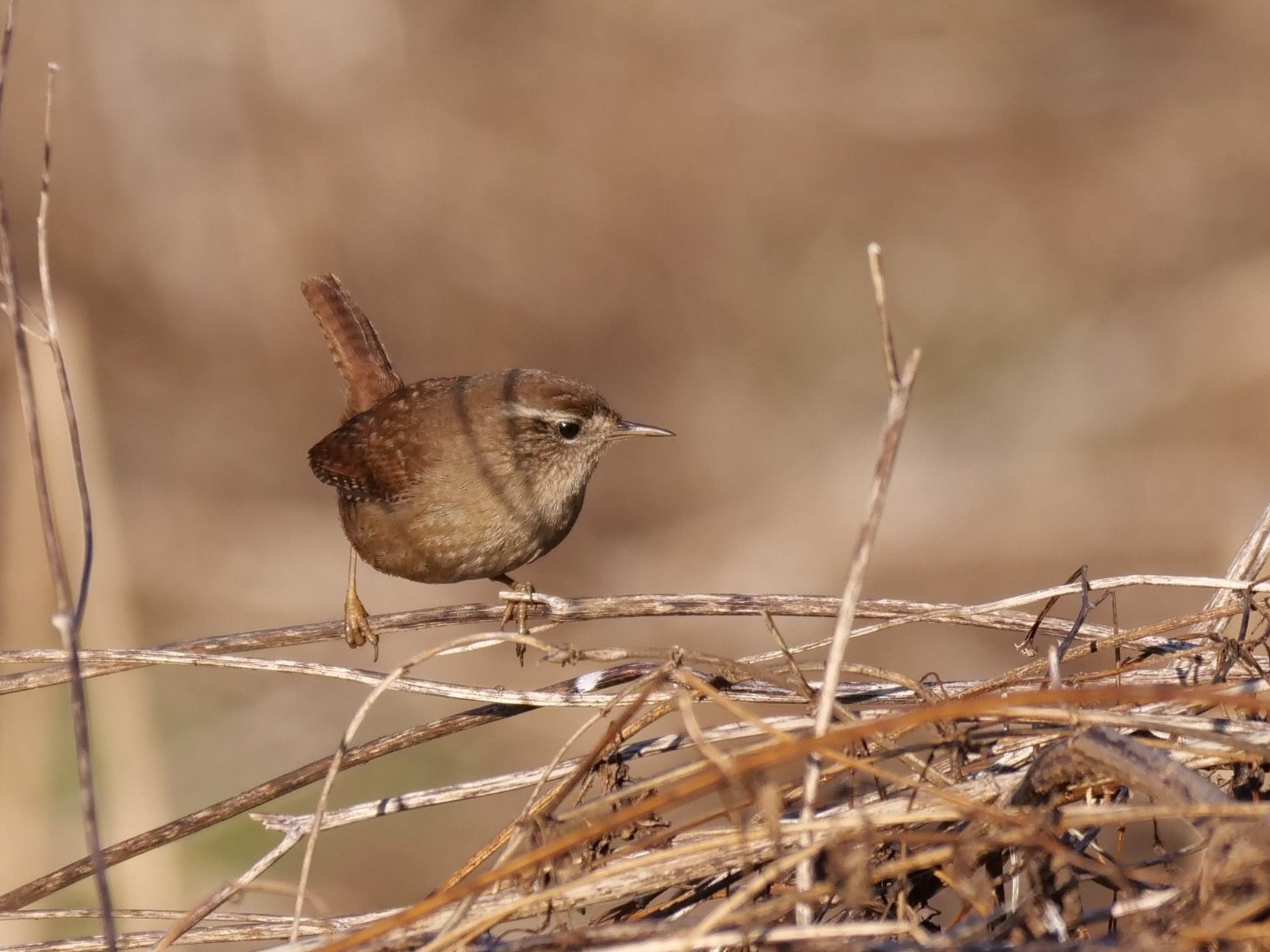 Scricciolo (Troglodytes troglodytes)