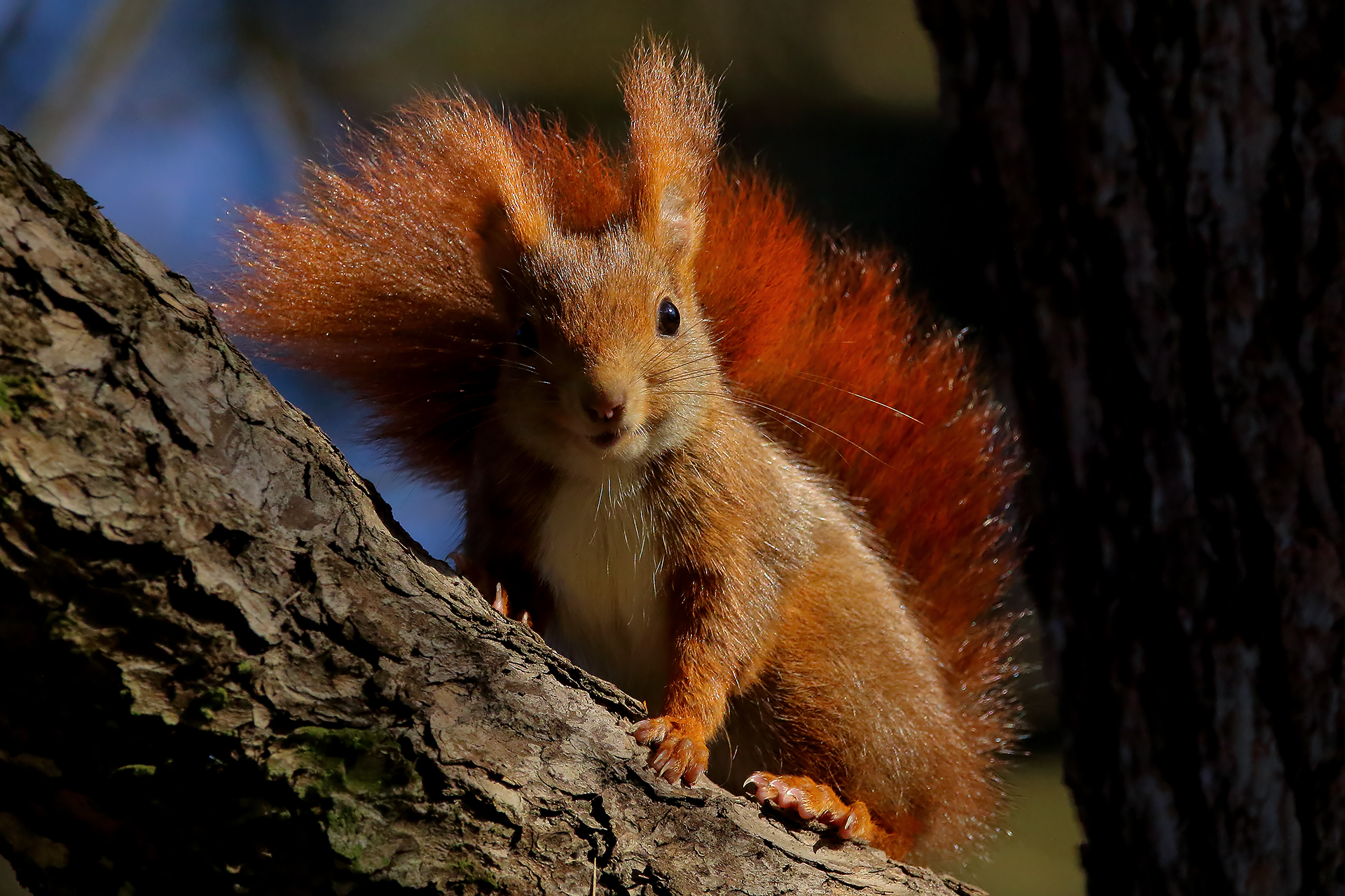 Red squirrel