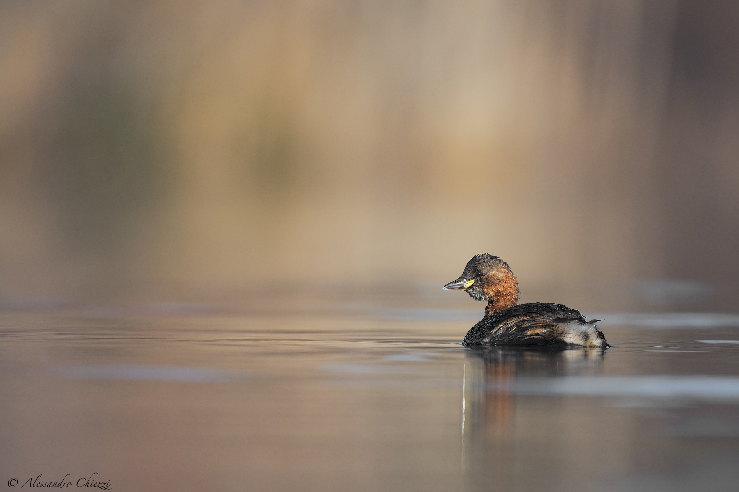 Little Diver at dawn