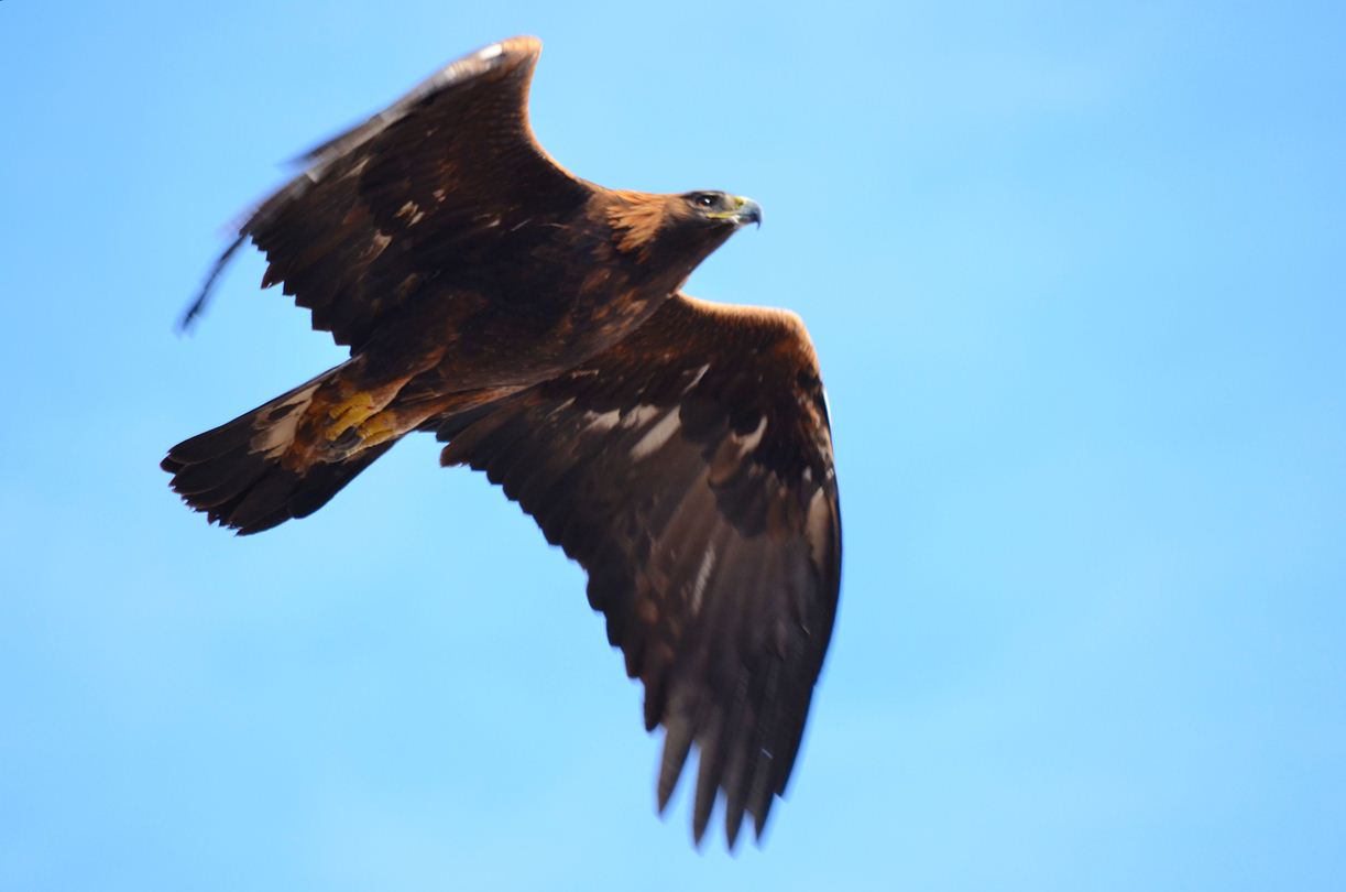 golden eagle