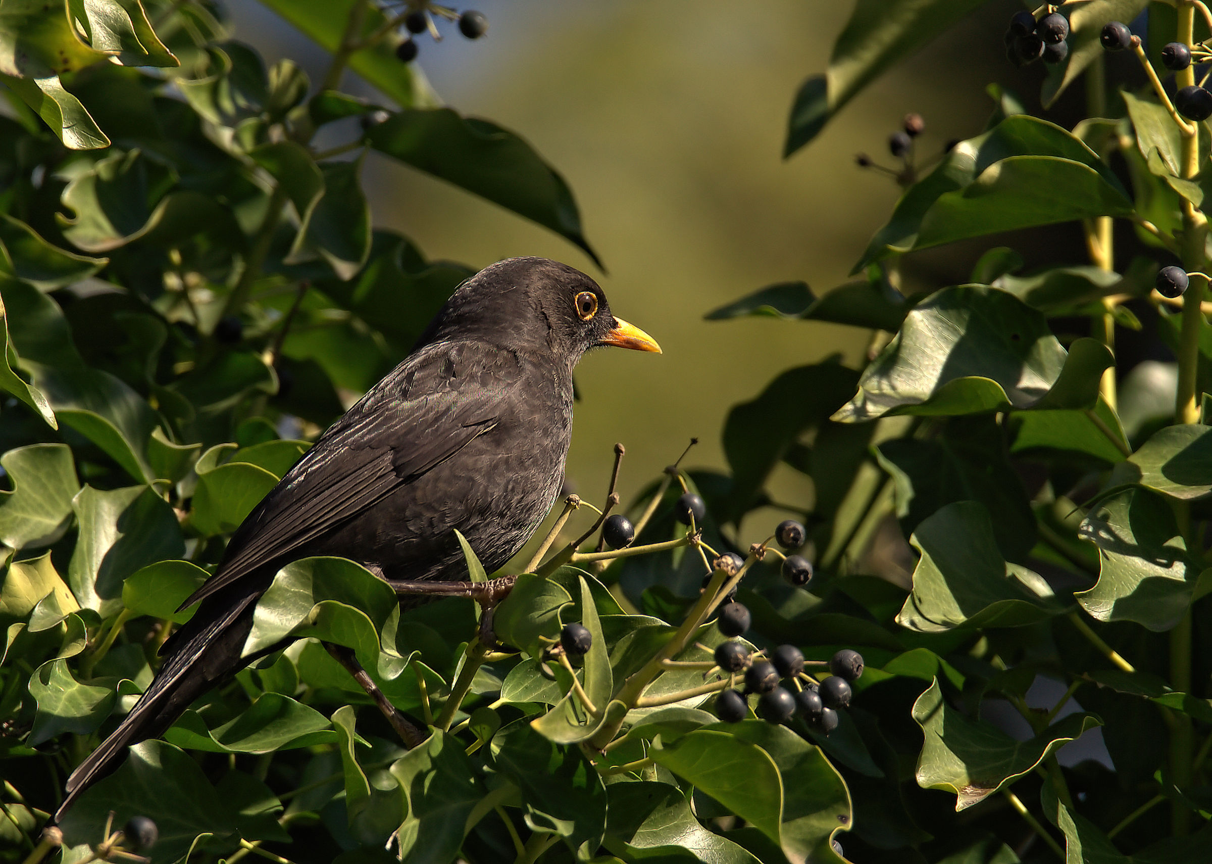 Male Blackbird