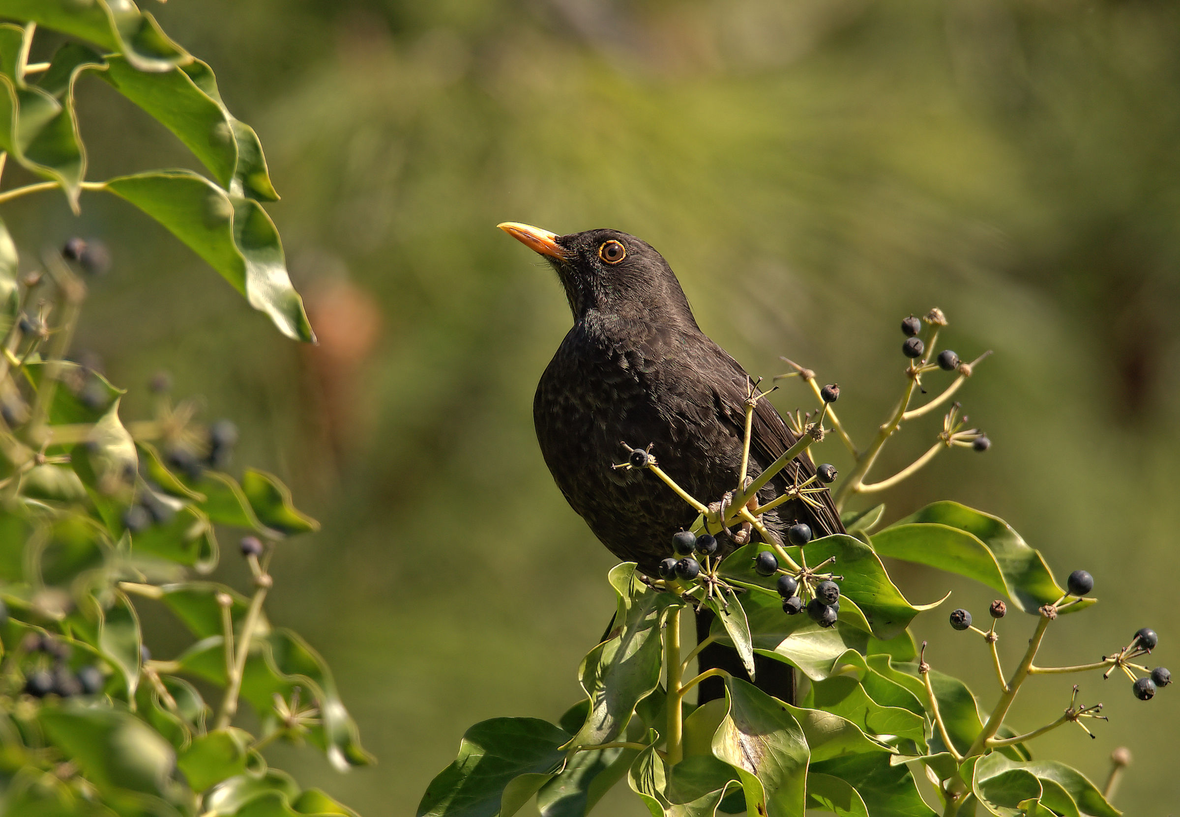 Male Blackbird